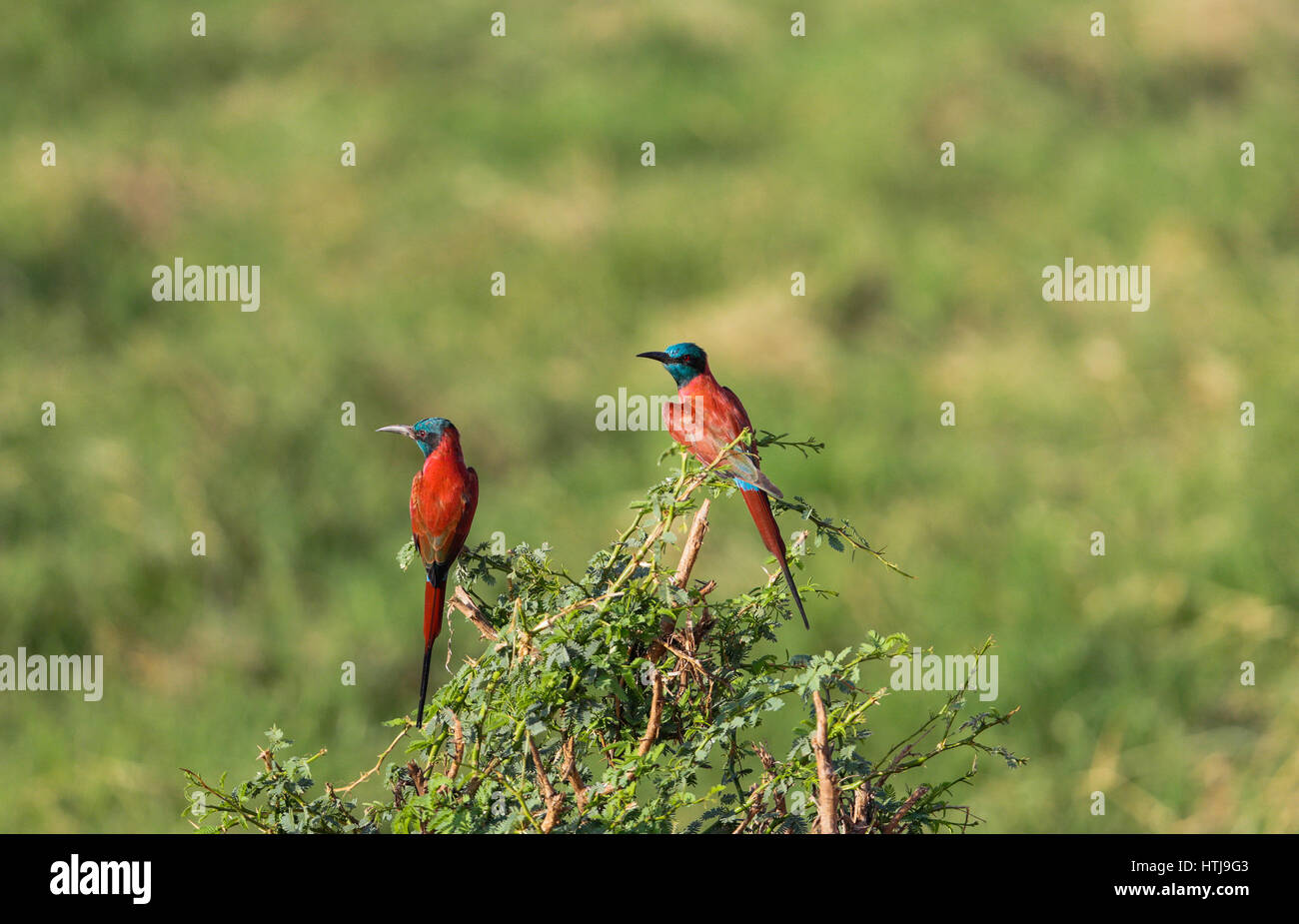 Carmine - Bee-Eater. Parco nazionale orientale di tsavo, Kenya Foto Stock