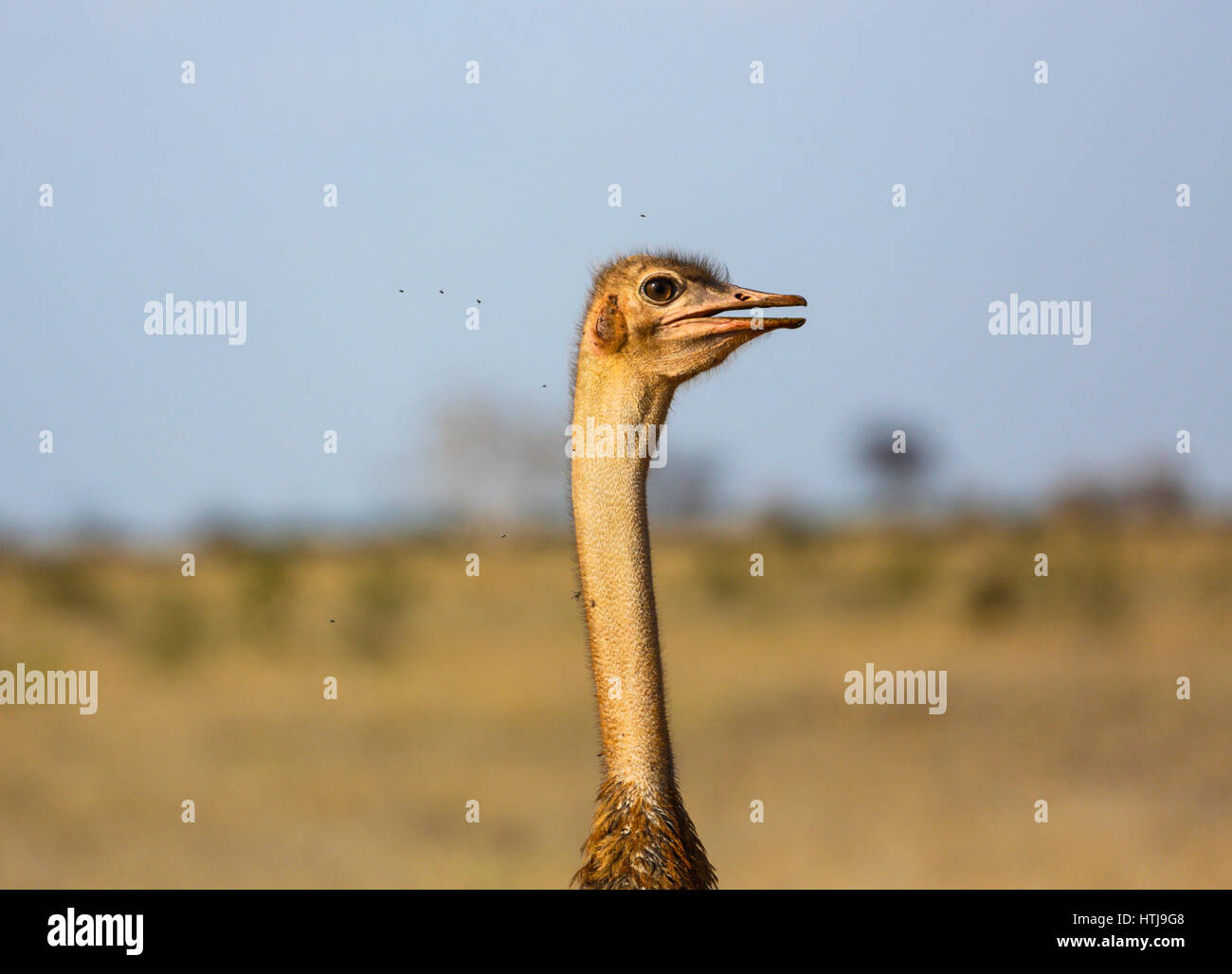 Struthio camelus (struzzo) - Tsavo Est, Kenya Foto Stock