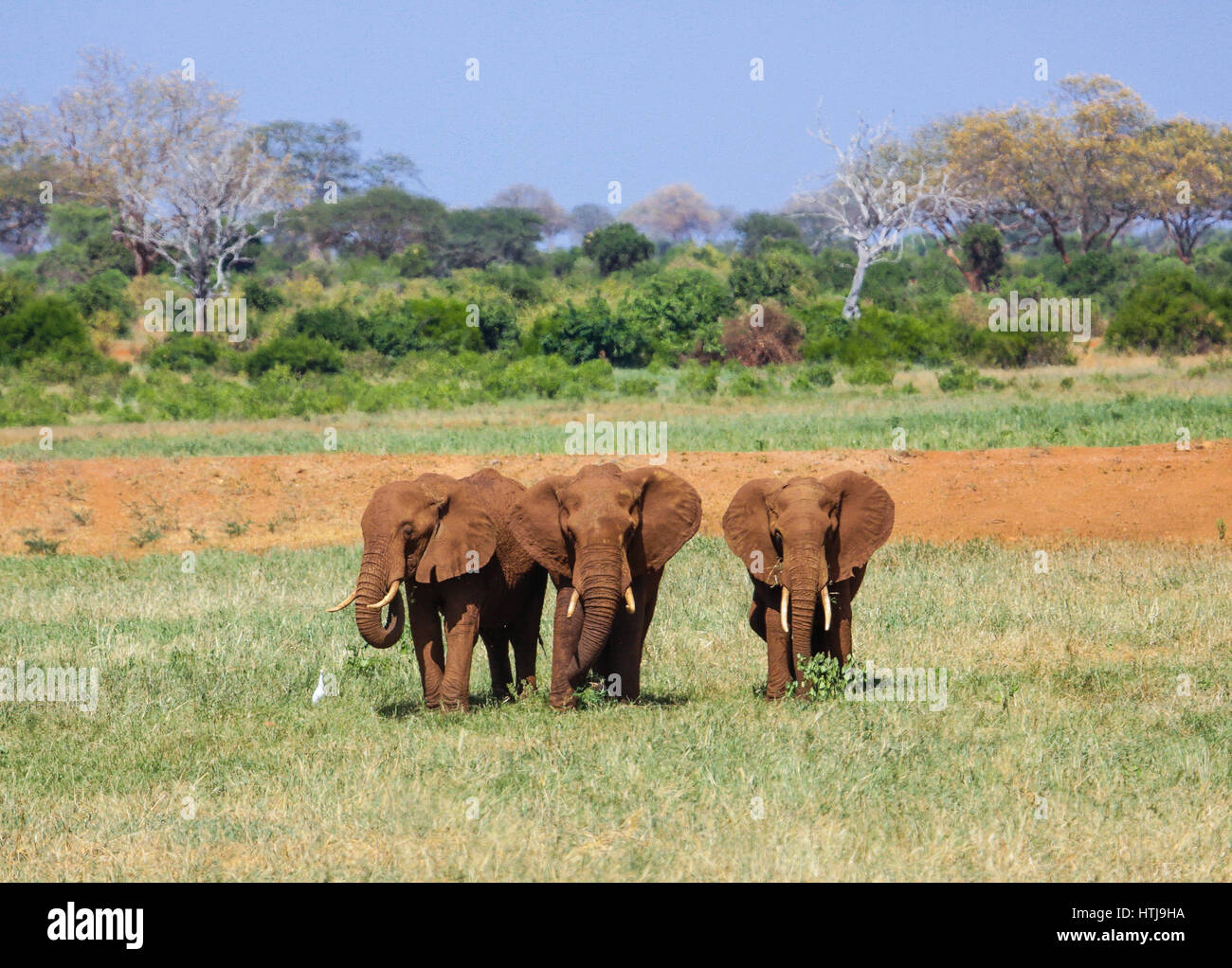Gli elefanti nel parco nazionale orientale di Tsavo. Kenya. Foto Stock
