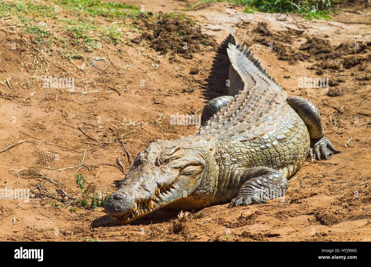 Coccodrillo nel parco nazionale orientale di Tsavo. Kenya. Foto Stock