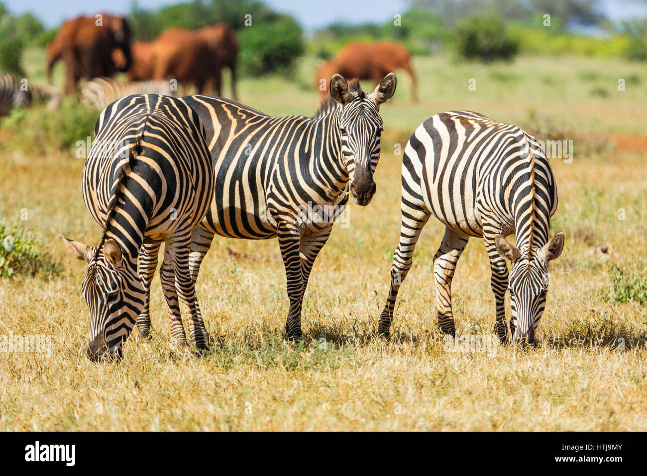 Zebre nel parco nazionale orientale di Tsavo. Kenya. Foto Stock