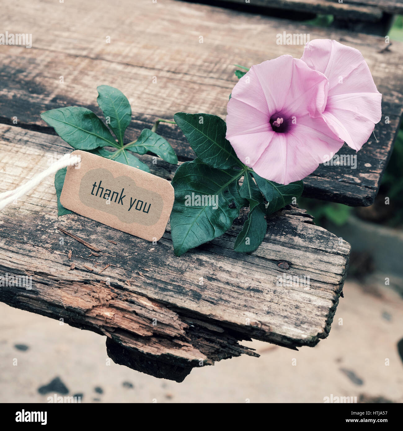 Ringrazio Sfondo Su Sfondo Di Legno Messaggio Per Gratitudine Bella Viola Gloria Di Mattina Fiore Di Legno Con Il Testo Dei Ringraziamenti Per La Festa Della Mamma O F Foto Stock Alamy