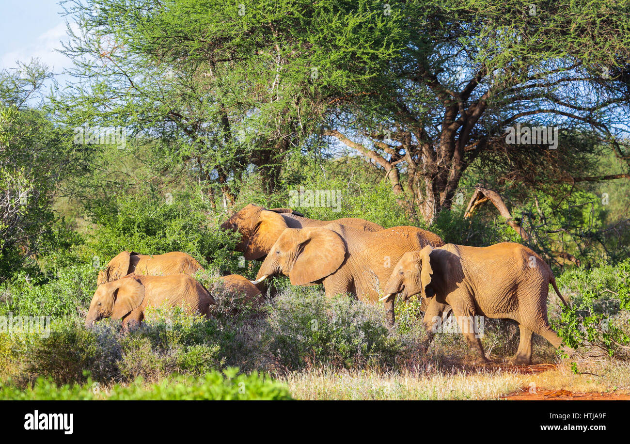 Gli elefanti. Parco nazionale orientale di tsavo, Kenya Foto Stock