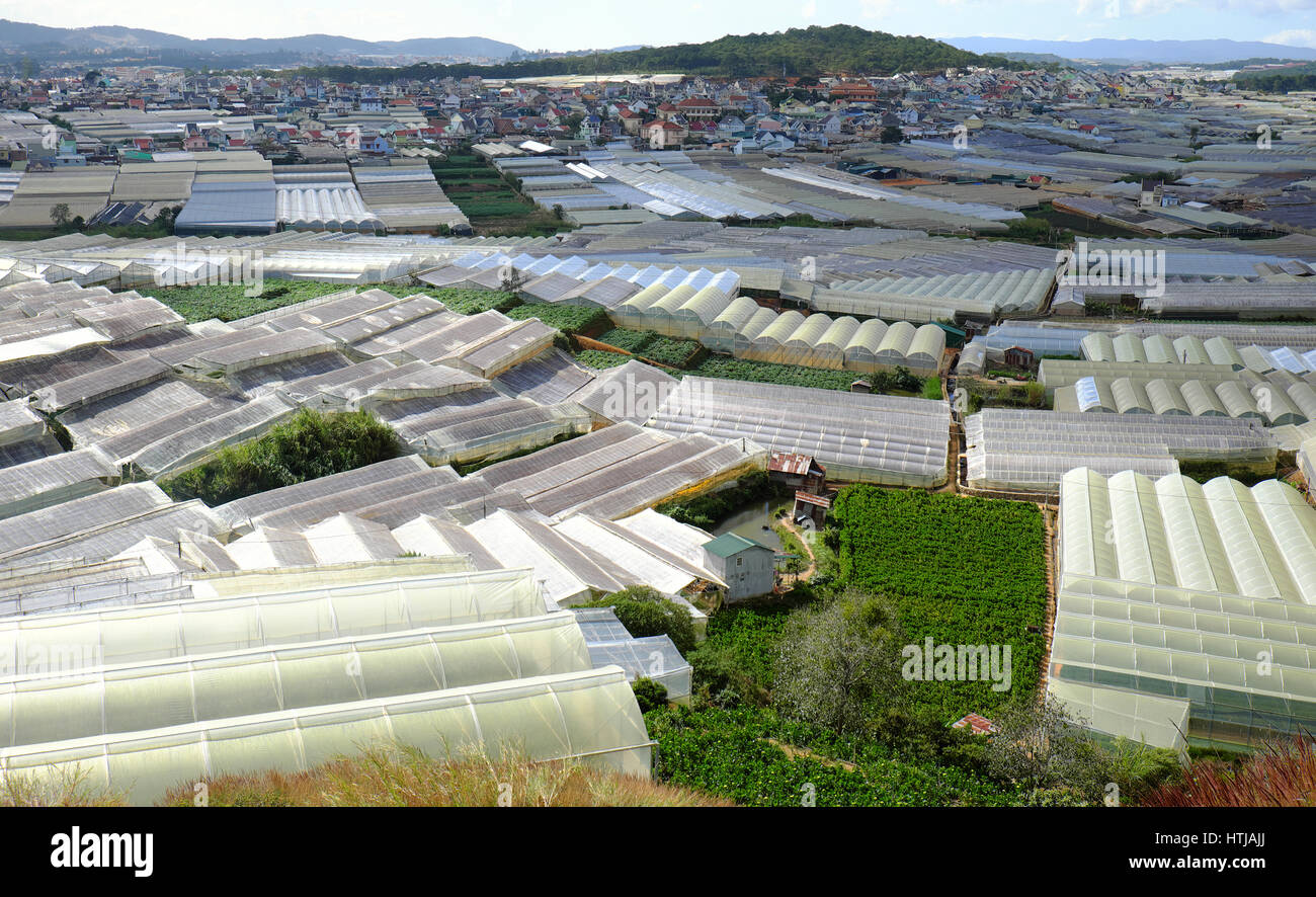 Dalat flower village, una grande area per i fiori in Vietnam, gruppo di green house con high tech agricoltura, da Lat è grande fiore granaio per paese per Foto Stock