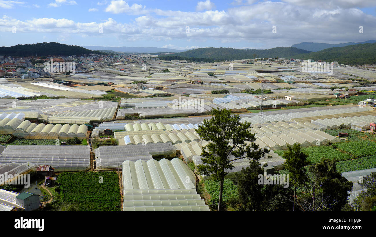Dalat flower village, una grande area per i fiori in Vietnam, gruppo di green house con high tech agricoltura, da Lat è grande fiore granaio per paese per Foto Stock