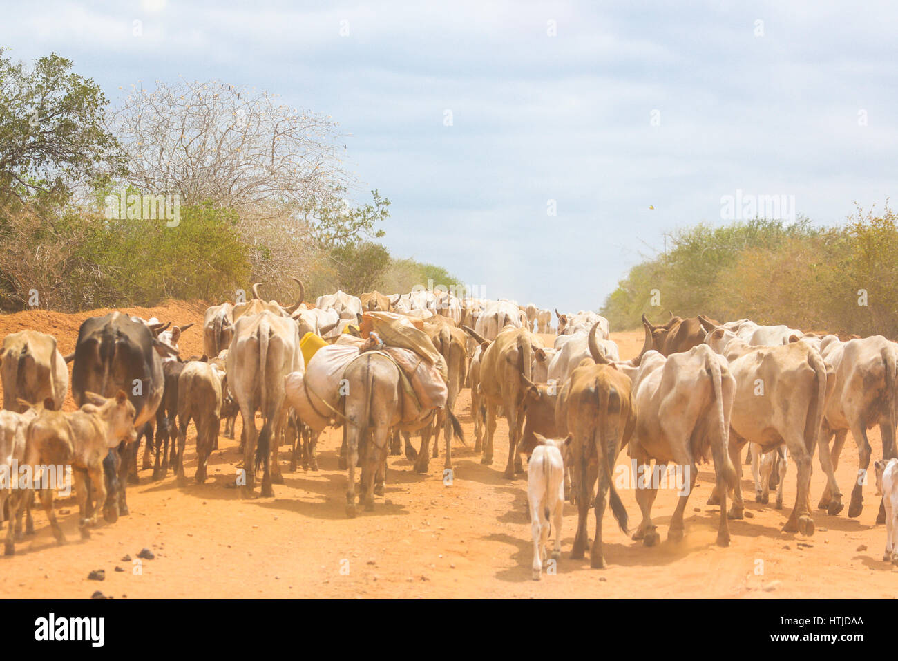 Mandria di mucche di blocco stradale. Malindi in Kenya. Foto Stock