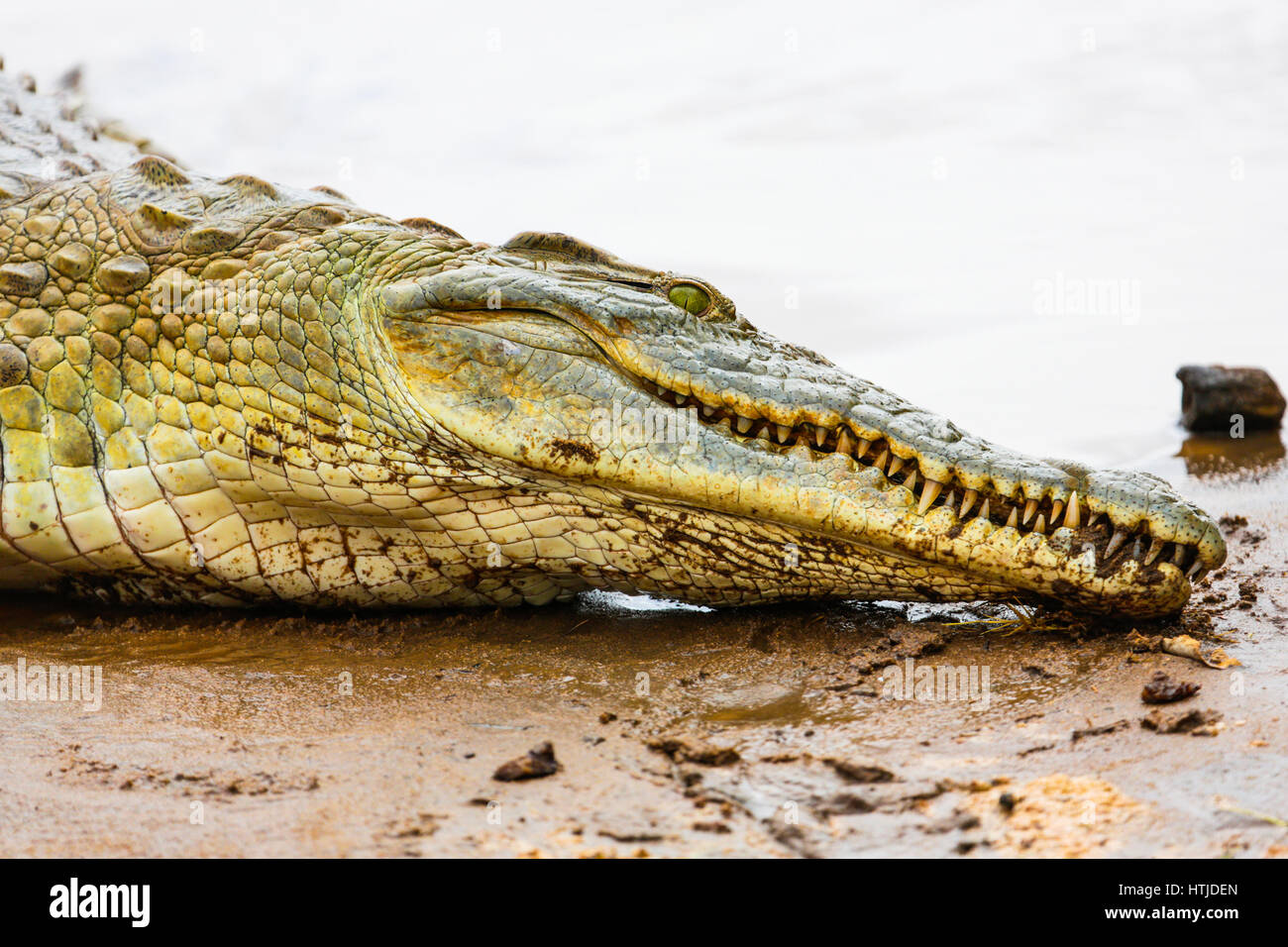 Coccodrillo nel parco nazionale orientale di Tsavo. Kenya. Foto Stock