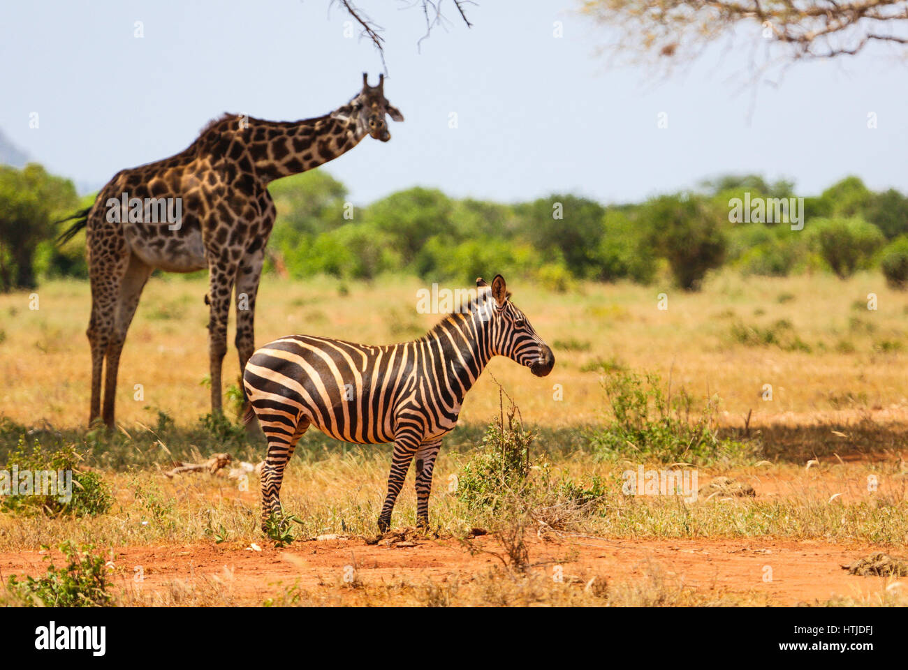 Zebre e giraffe nel parco nazionale orientale di Tsavo. Kenya. Foto Stock