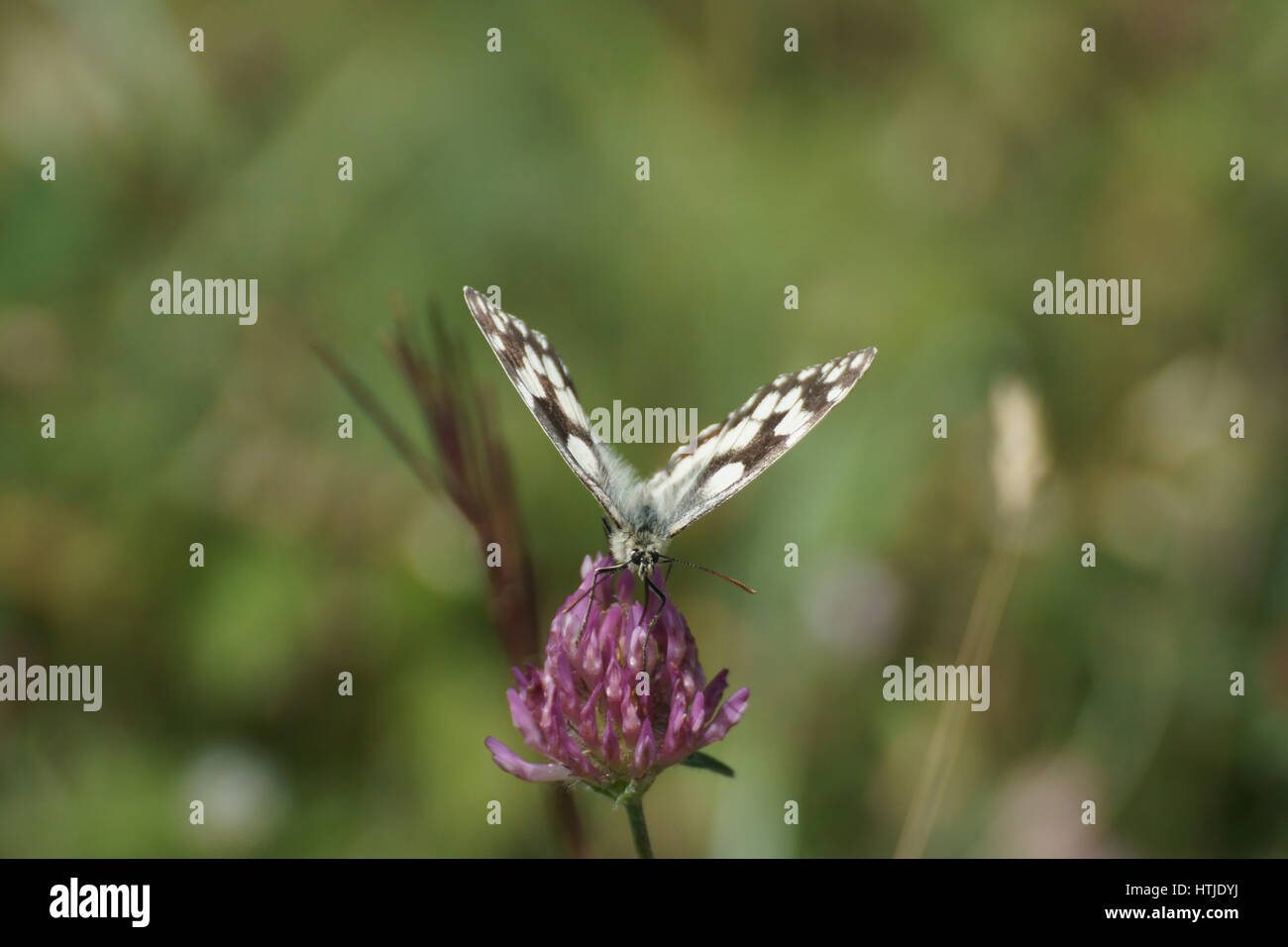 Melanargia galathea Foto Stock