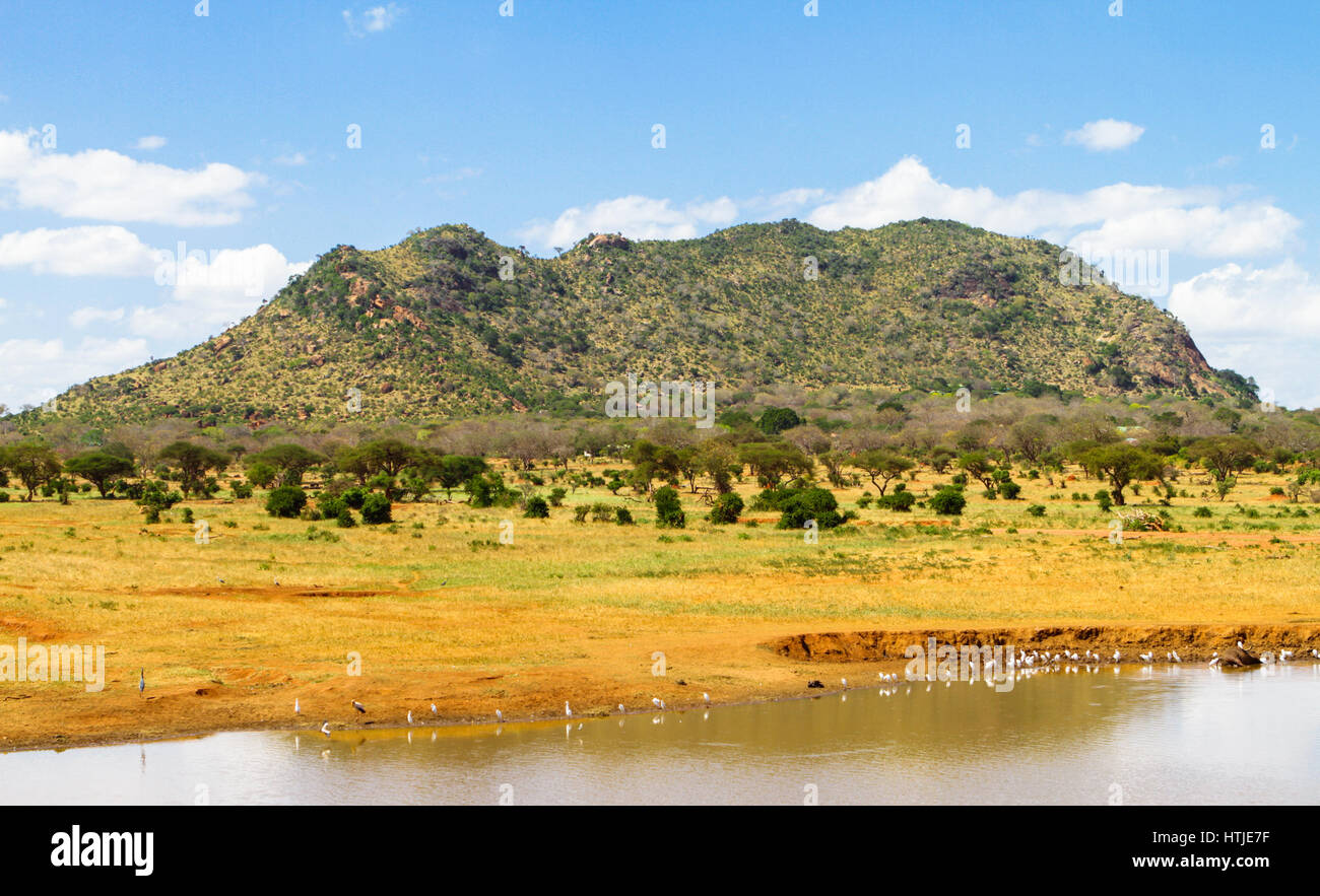 Parco nazionale orientale di Tsavo. Kenya. Foto Stock