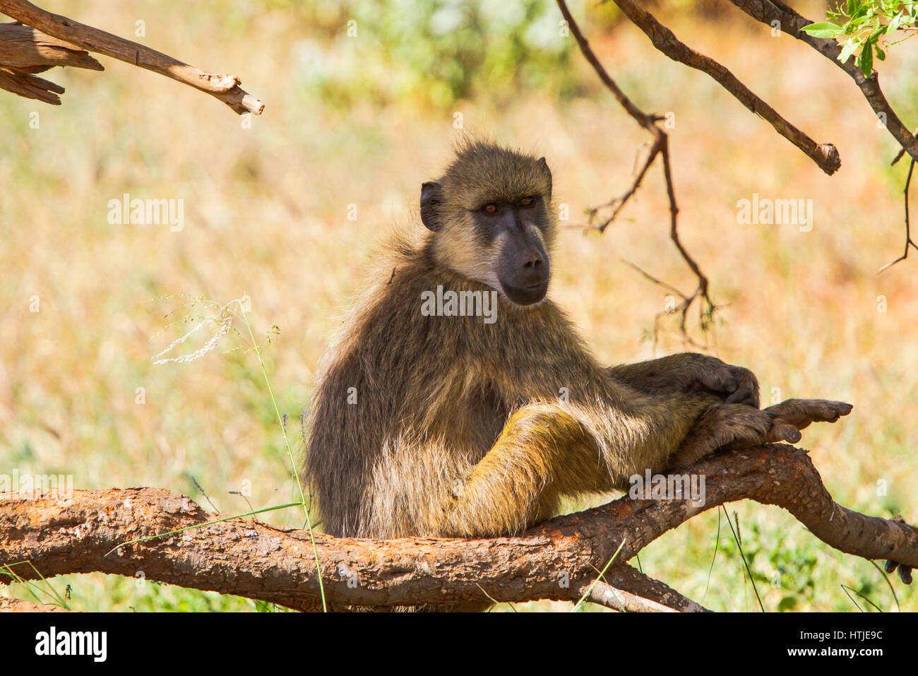Babbuino su albero. Tsavo East Park, in Kenya. Foto Stock