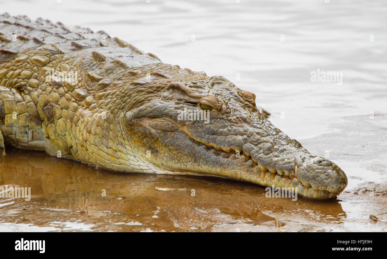 Coccodrillo nel parco nazionale orientale di Tsavo. Kenya. Foto Stock