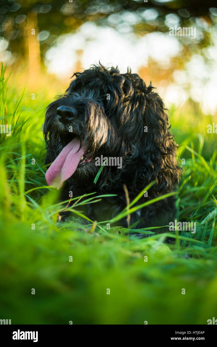 Cockapoo nero in appoggio con la lingua di fuori a tall erba verde nel tardo pomeriggio luce estiva Foto Stock