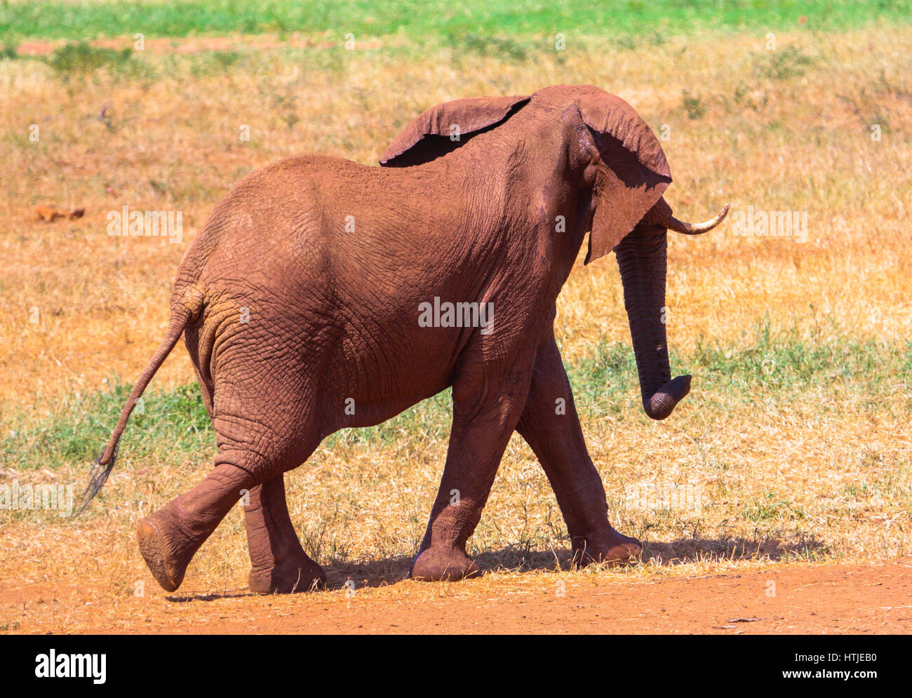 Elefante in parco nazionale orientale di Tsavo. Kenya. Foto Stock