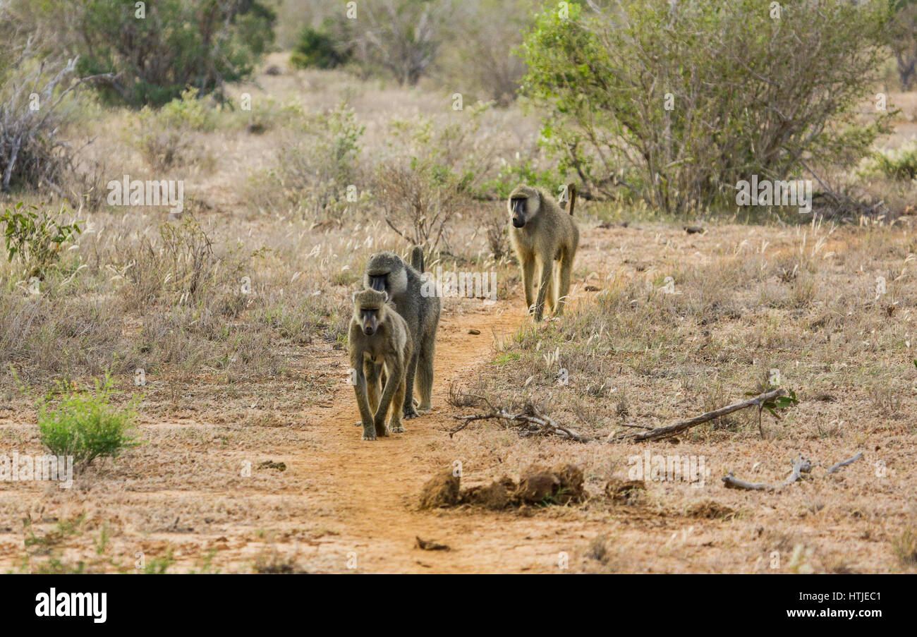I babbuini. Parco nazionale orientale di tsavo, Kenya Foto Stock