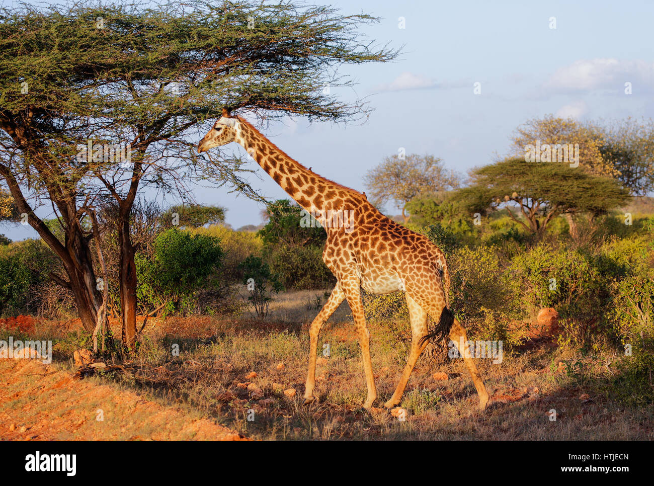 La giraffa nel parco nazionale orientale di Tsavo. Kenya. Foto Stock