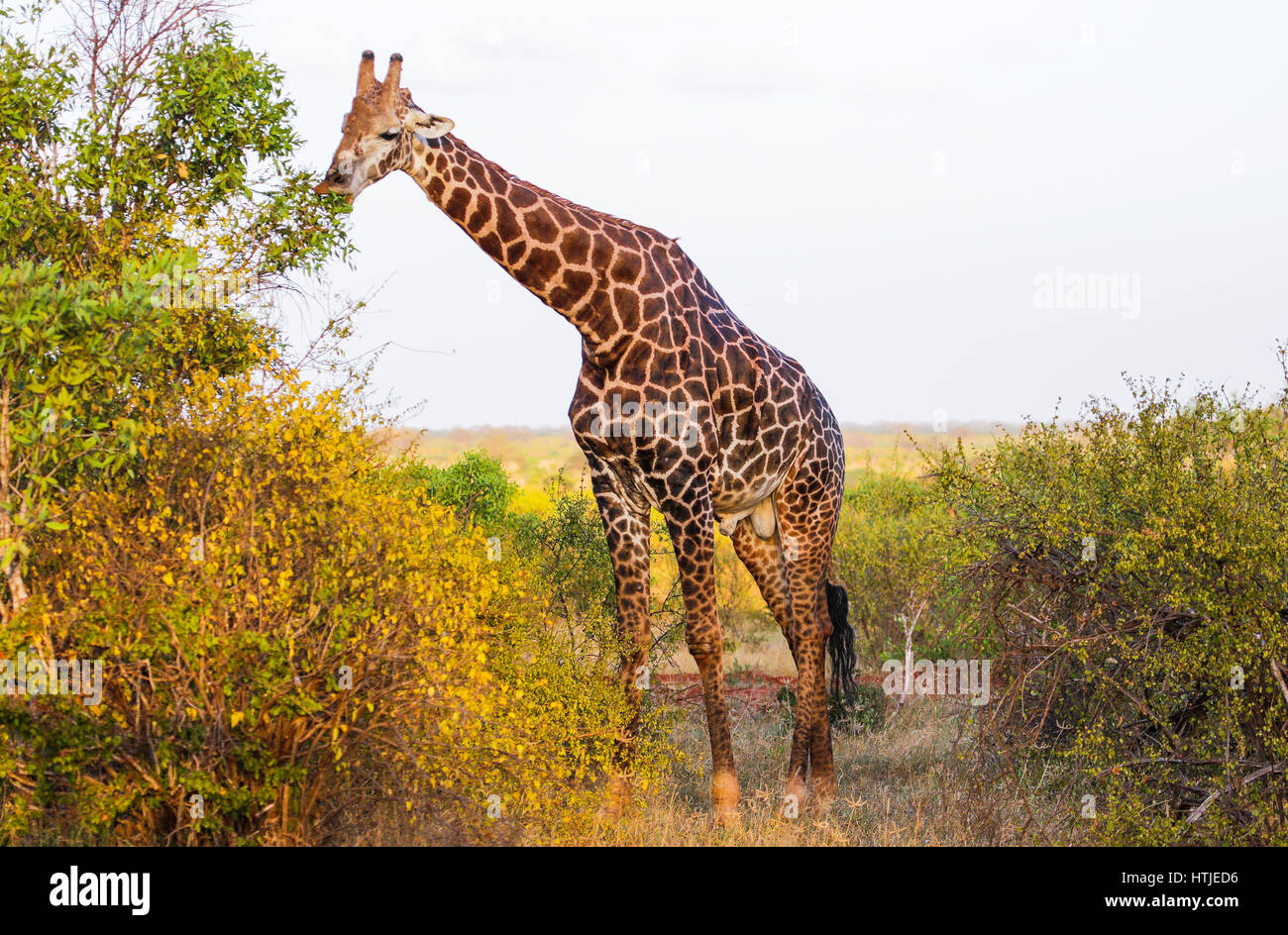 La giraffa nel parco nazionale orientale di Tsavo. Kenya. Foto Stock