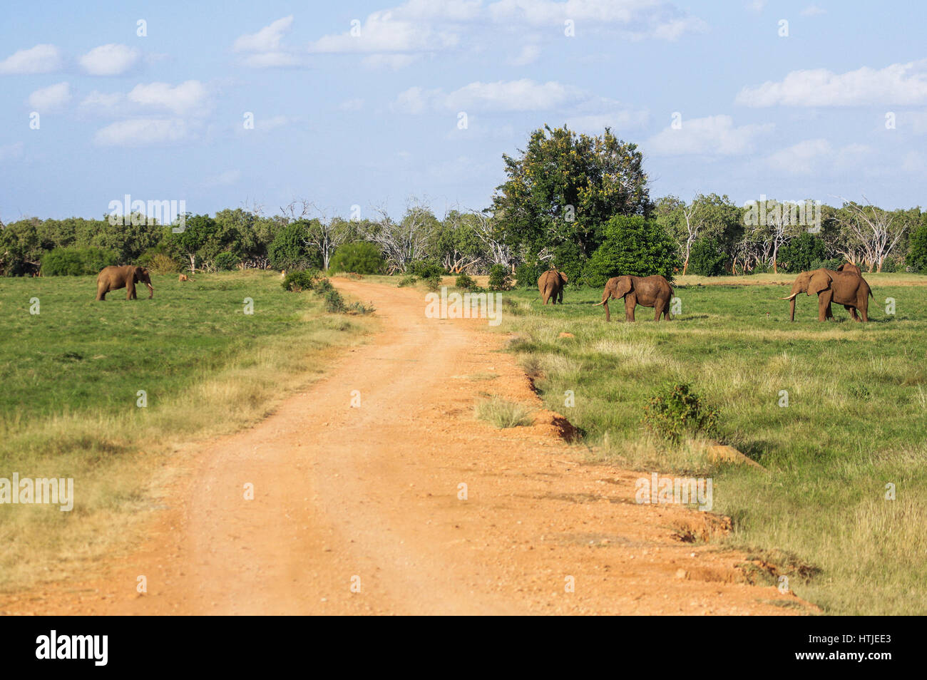 Gli elefanti nel parco nazionale orientale di Tsavo. Kenya. Foto Stock