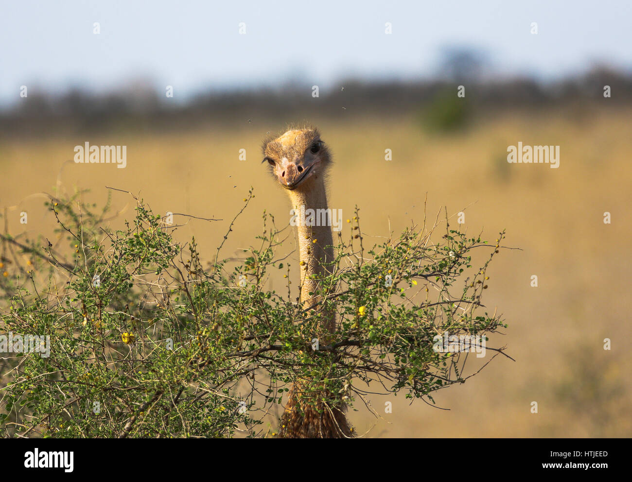 Struthio camelus (struzzo) - Tsavo Est, Kenya Foto Stock