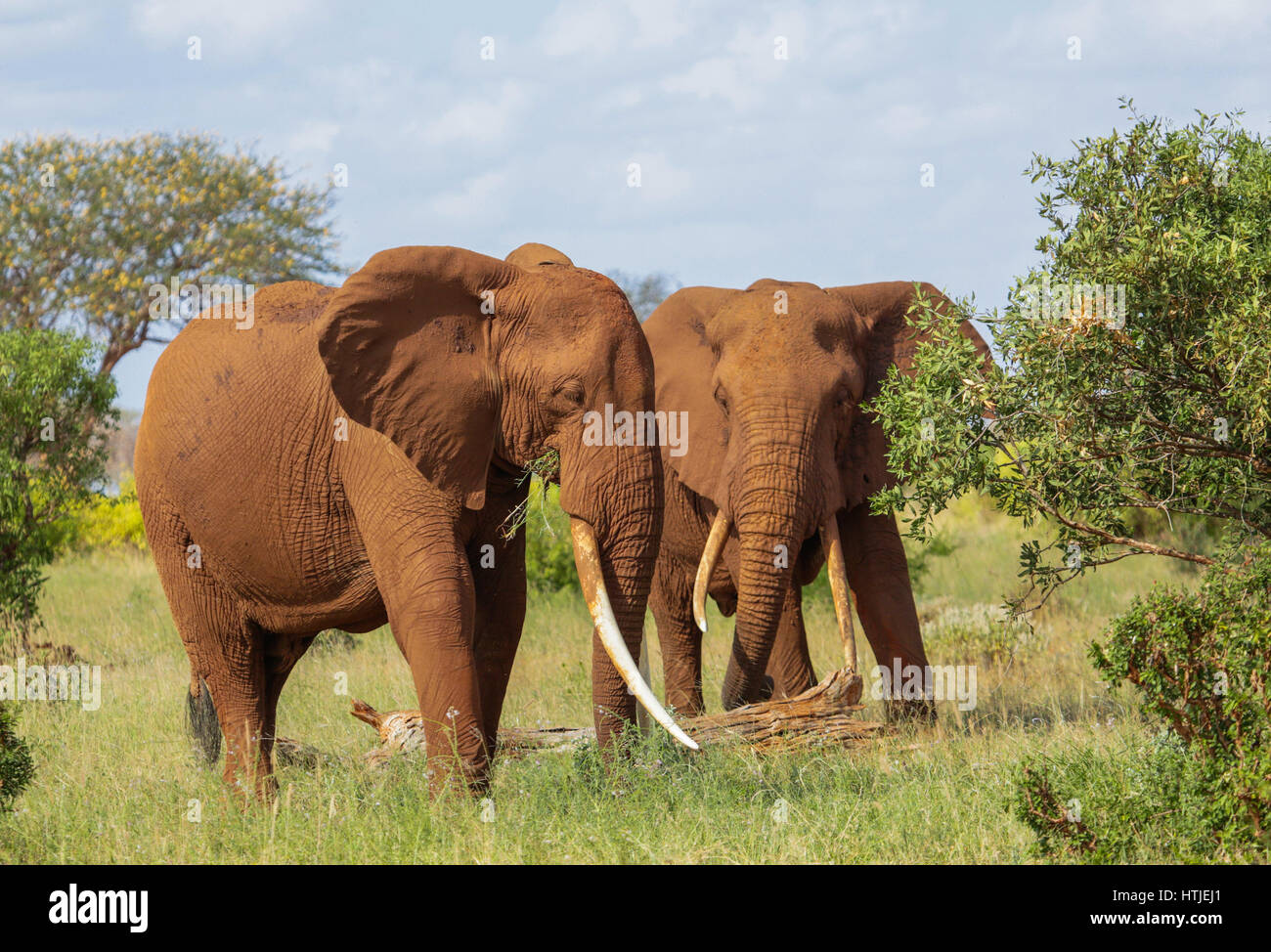 Gli elefanti nel parco nazionale orientale di Tsavo. Kenya. Foto Stock