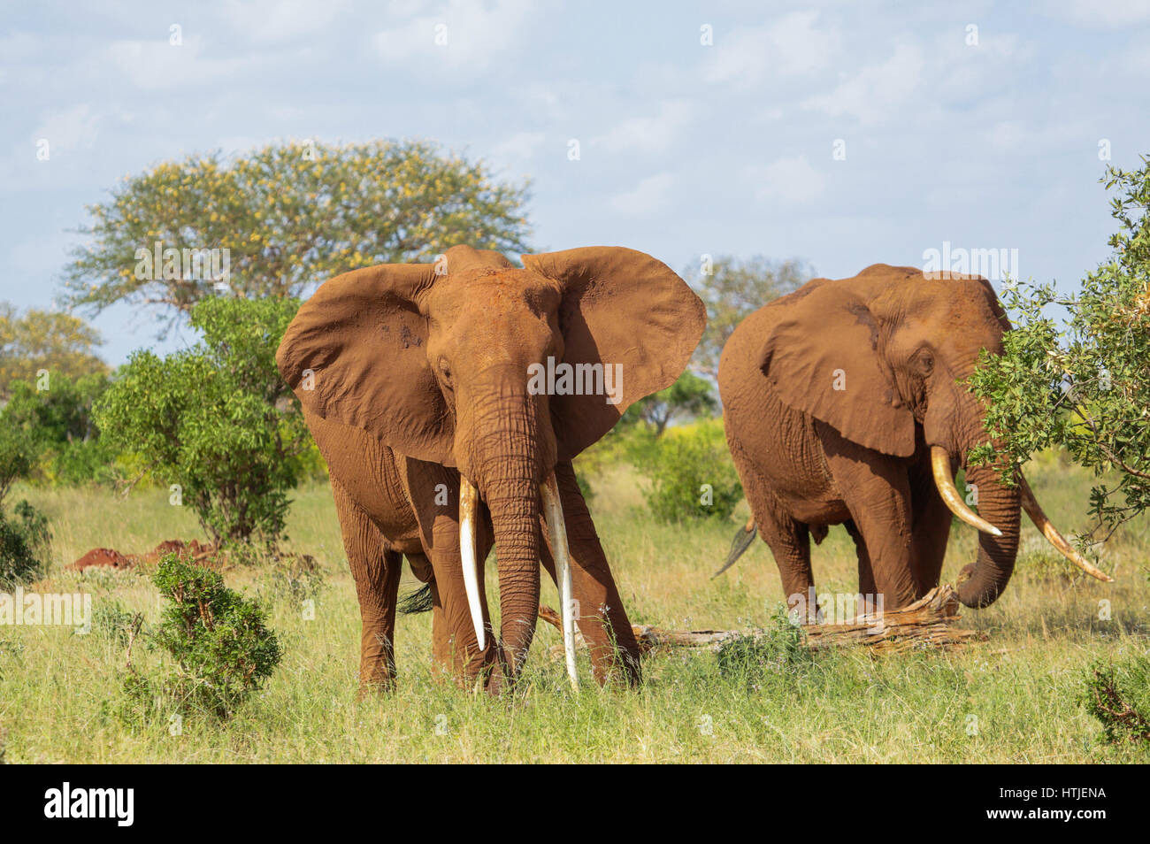 Gli elefanti nel parco nazionale orientale di Tsavo. Kenya. Foto Stock