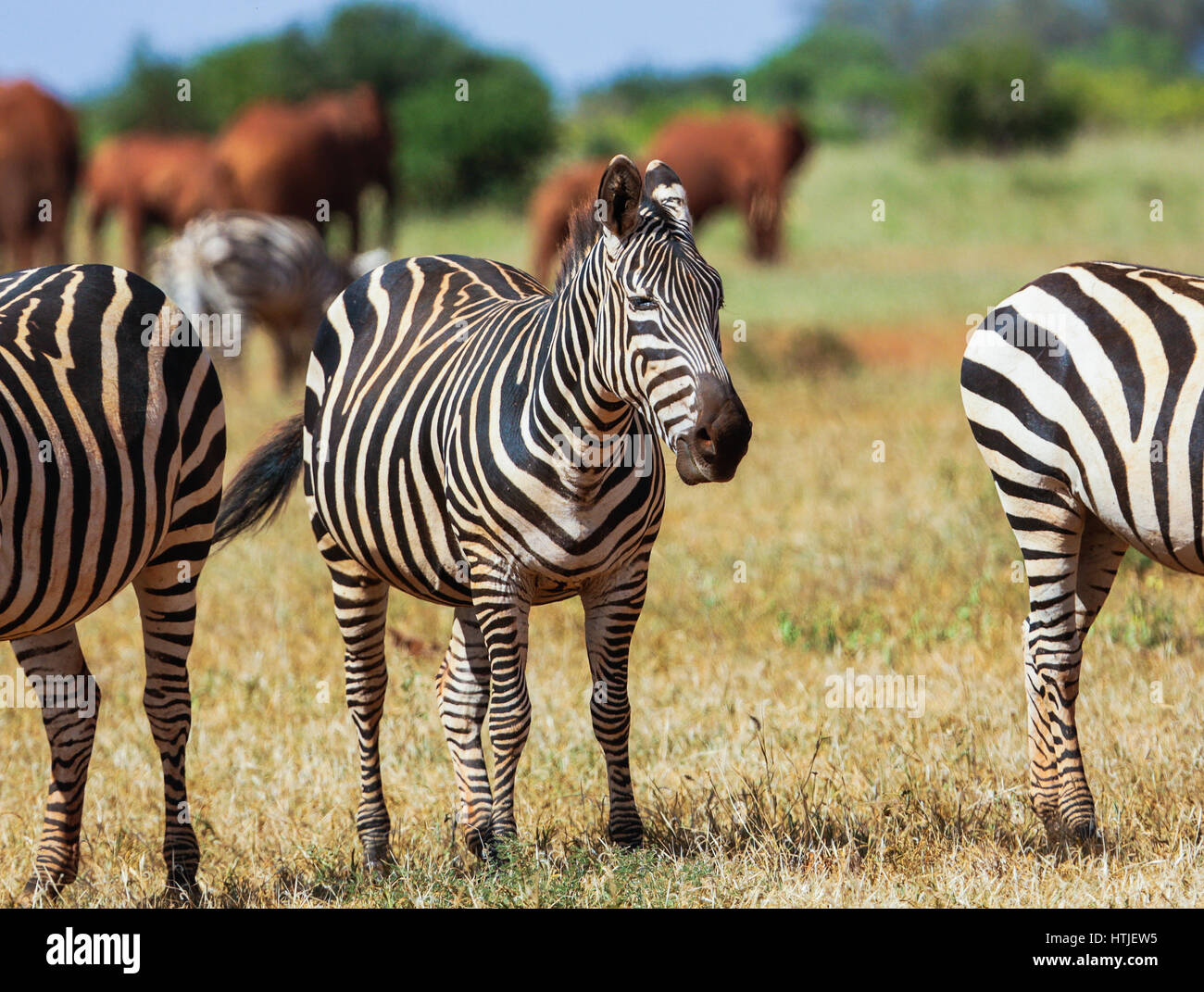 Zebre nel parco nazionale orientale di Tsavo. Kenya. Foto Stock