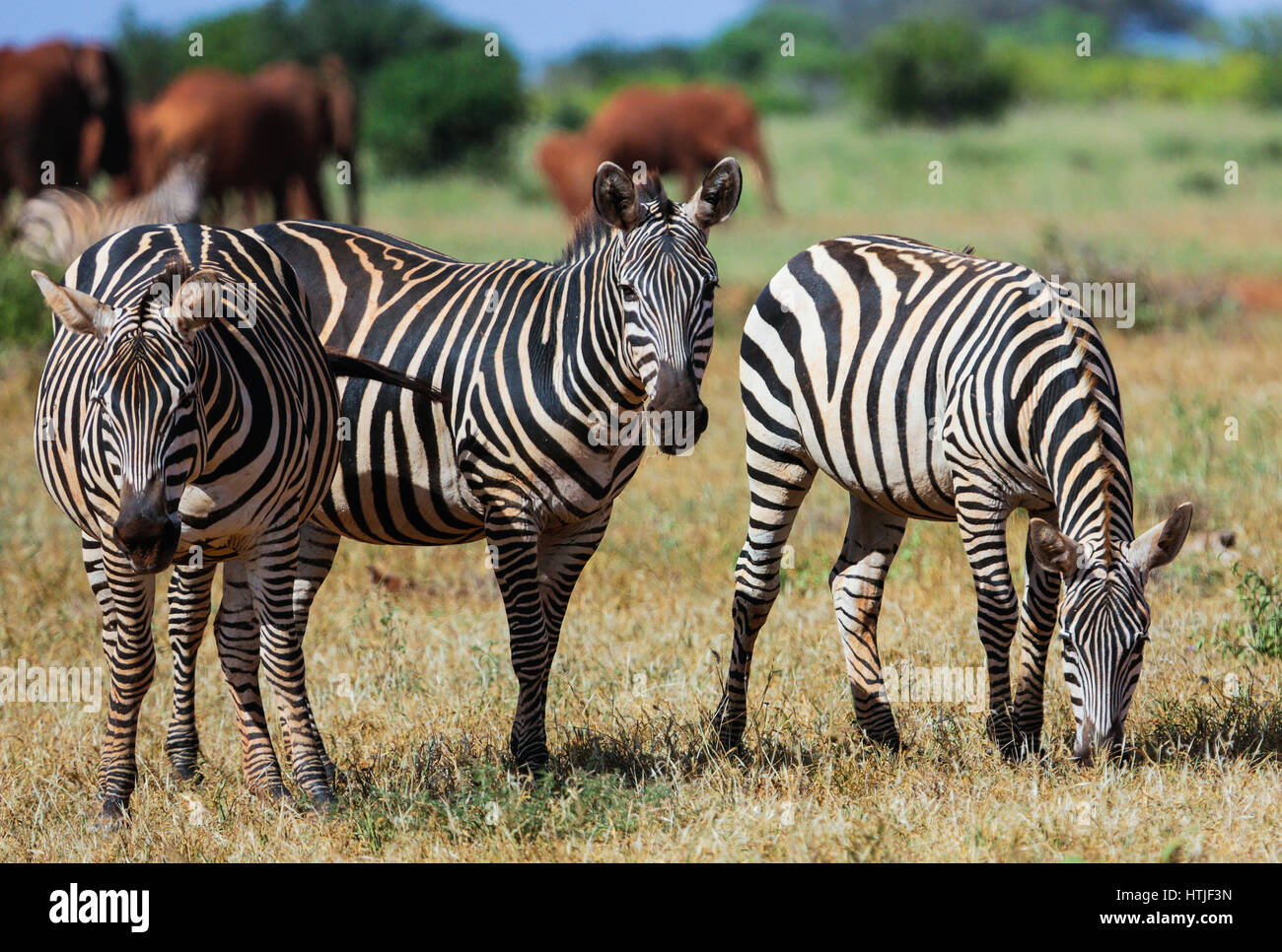 Zebre nel parco nazionale orientale di Tsavo. Kenya. Foto Stock