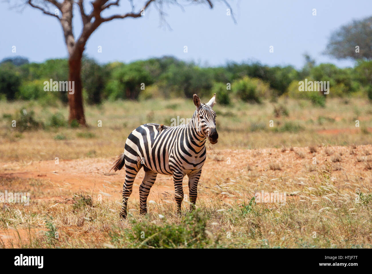 Zebre nel parco nazionale orientale di Tsavo. Kenya. Foto Stock