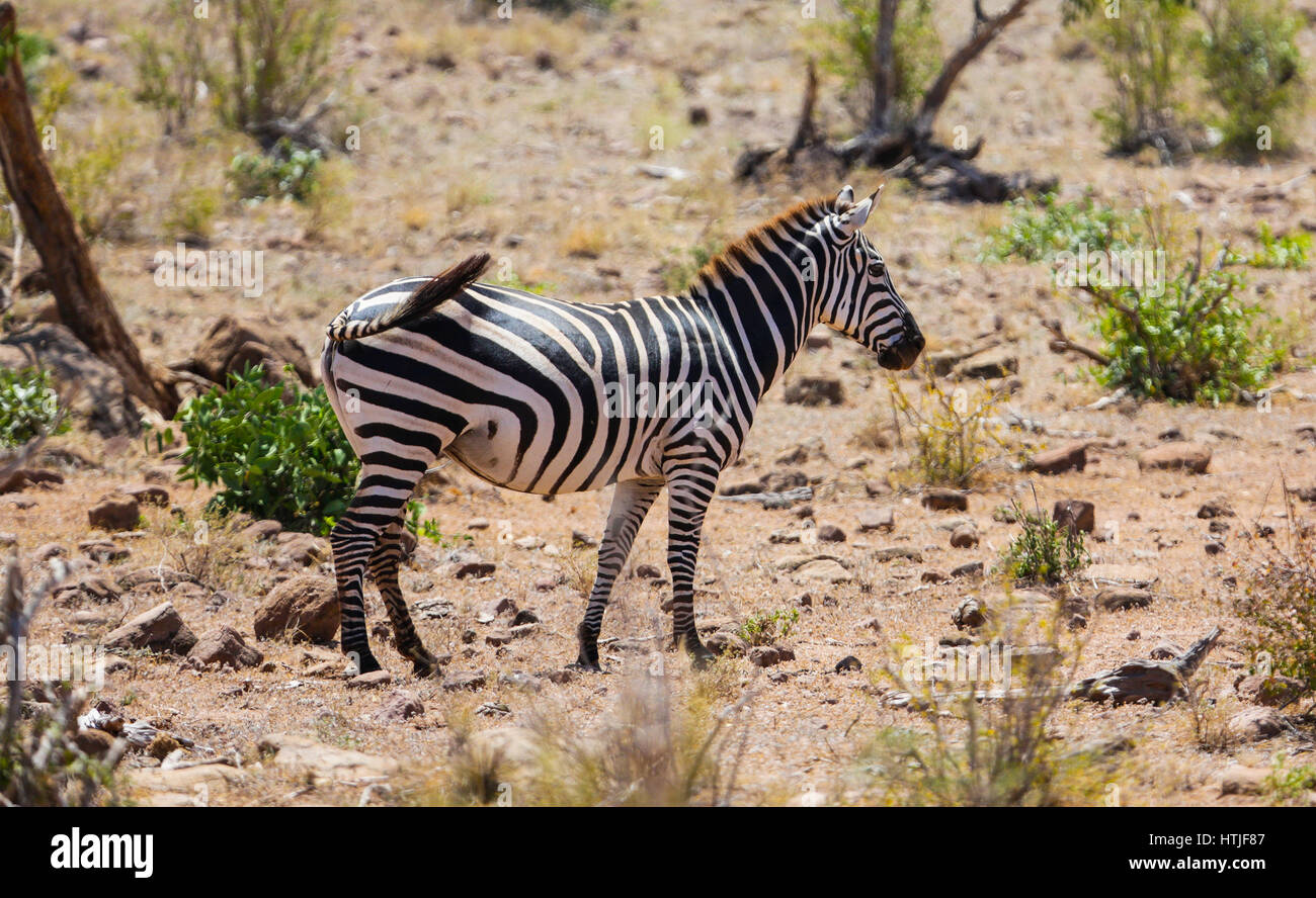 Zebre nel parco nazionale orientale di Tsavo. Kenya. Foto Stock