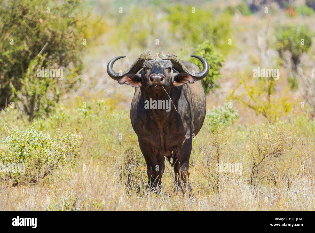 Cape Buffaloe nel parco nazionale orientale di Tsavo in Kenya. Foto Stock