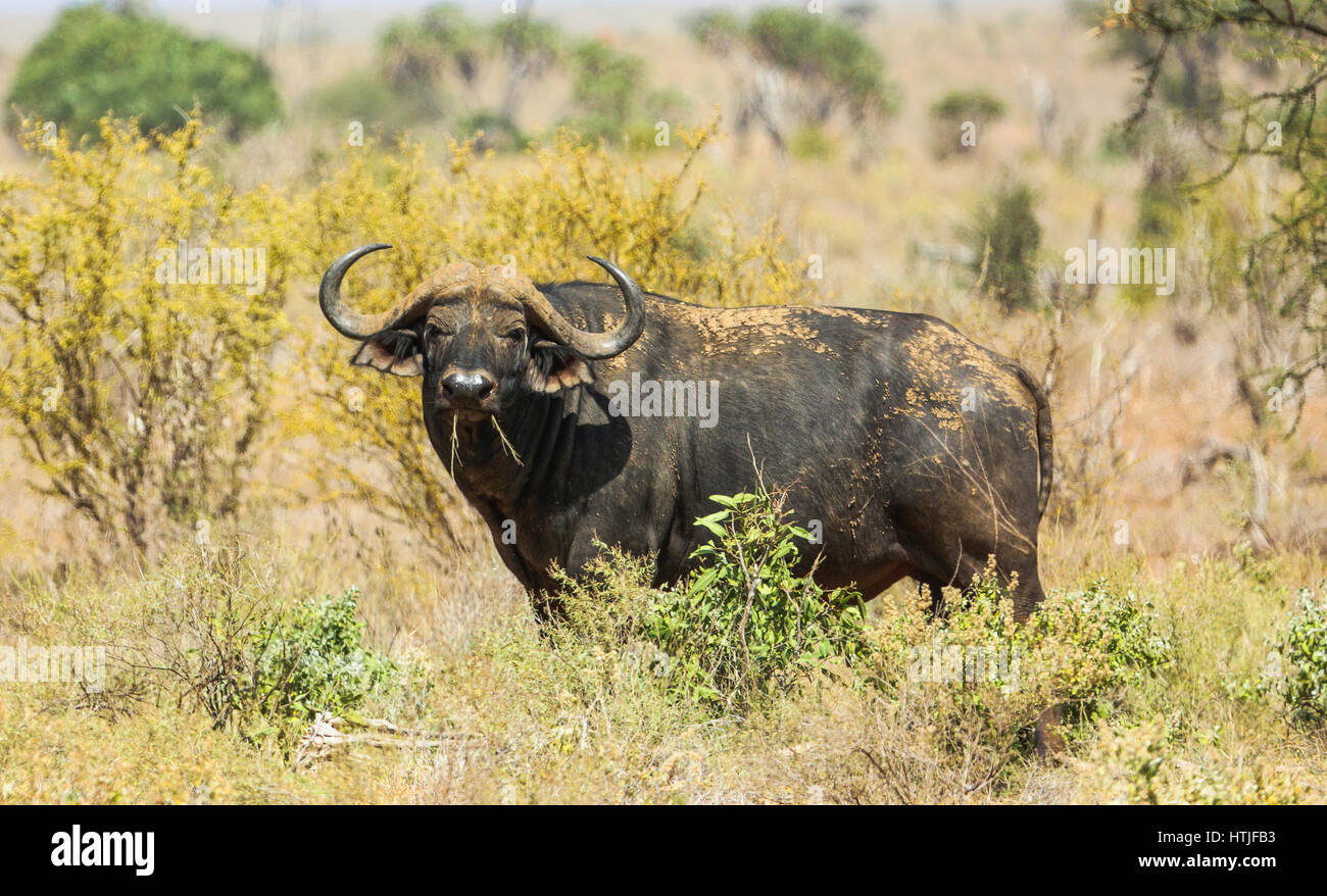 Cape Buffaloe nel parco nazionale orientale di Tsavo in Kenya. Foto Stock