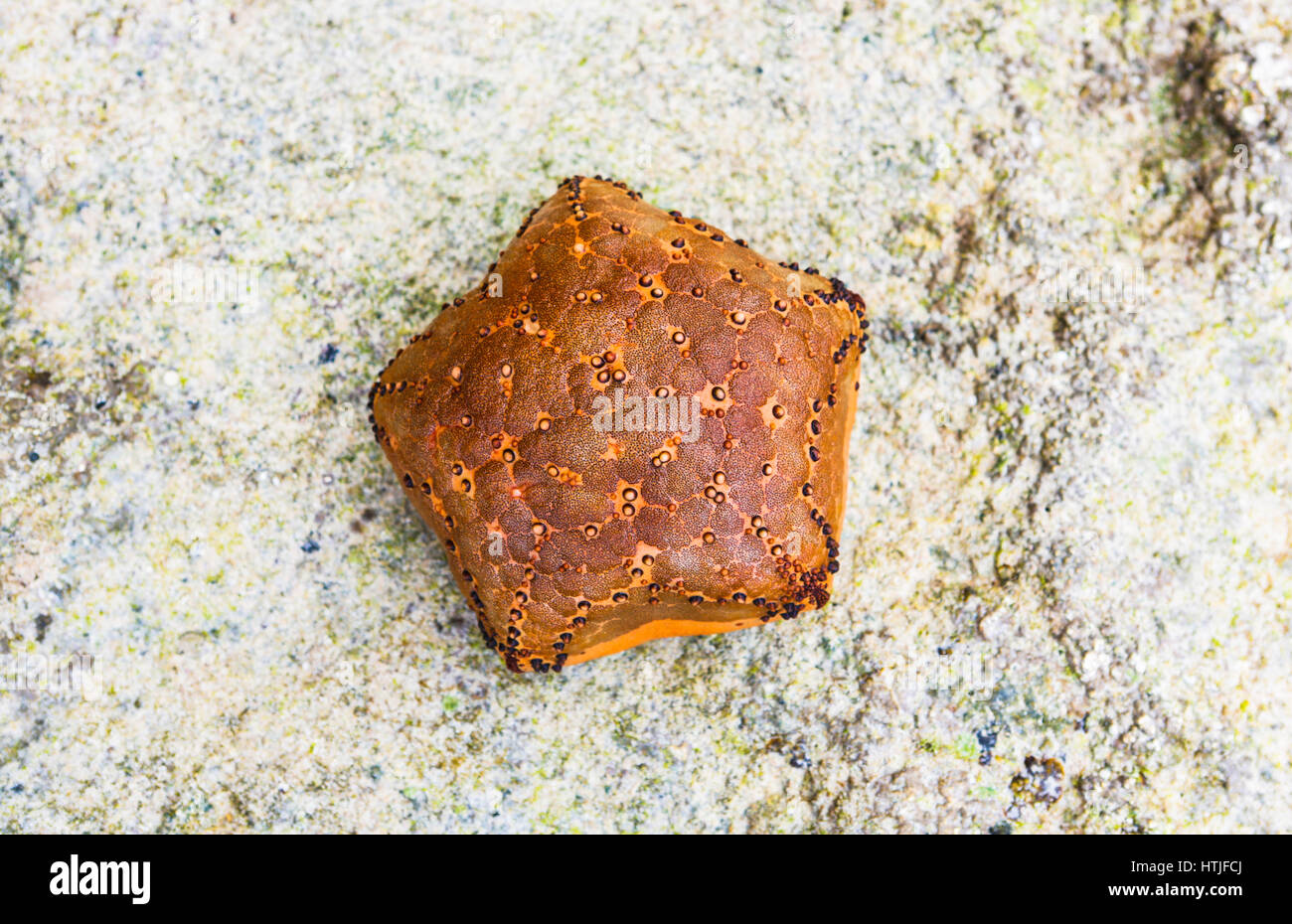 Culcita novaeguineae (cuscino starfish) Foto Stock