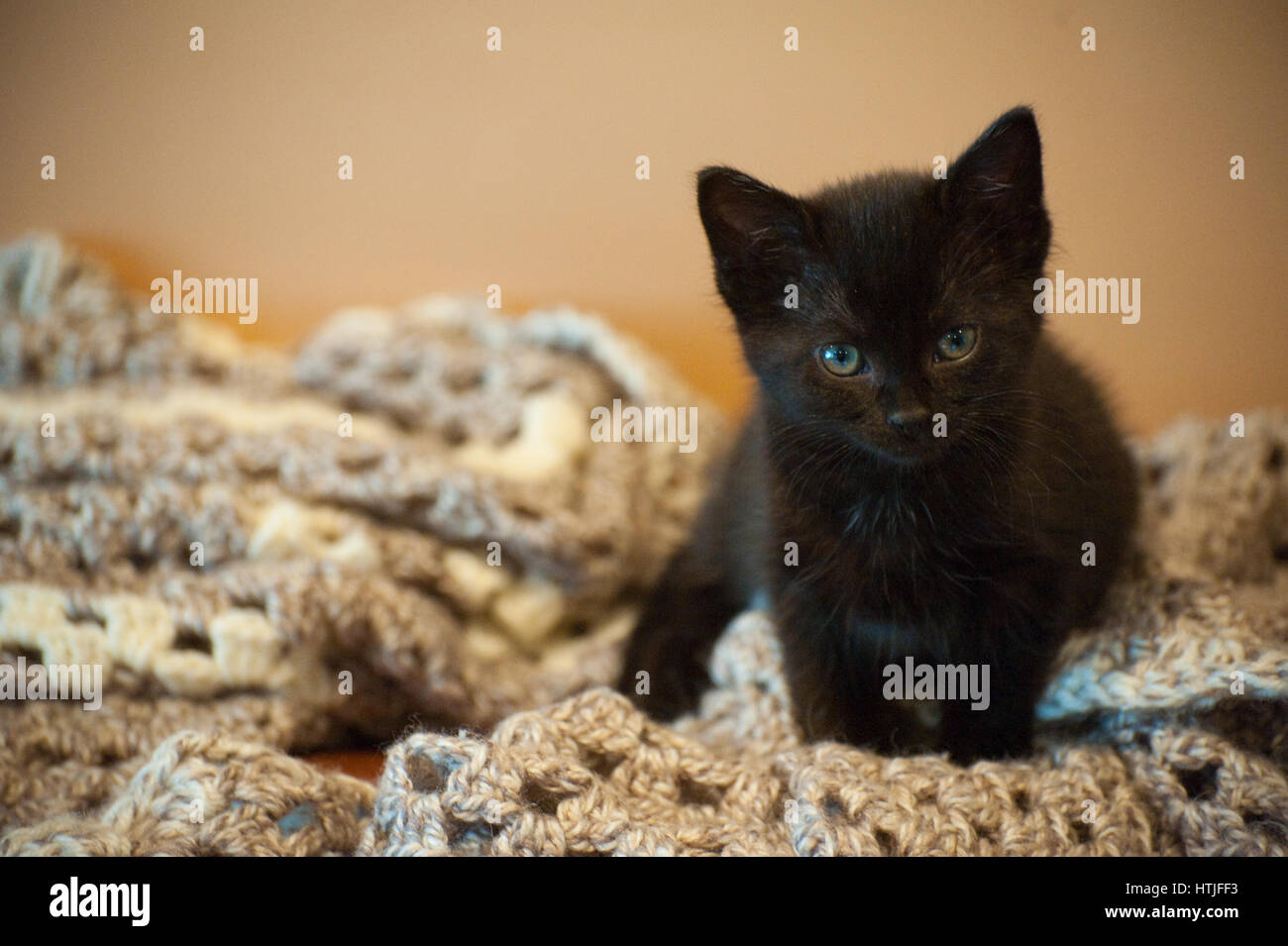 Gattino nero su una coperta Foto Stock