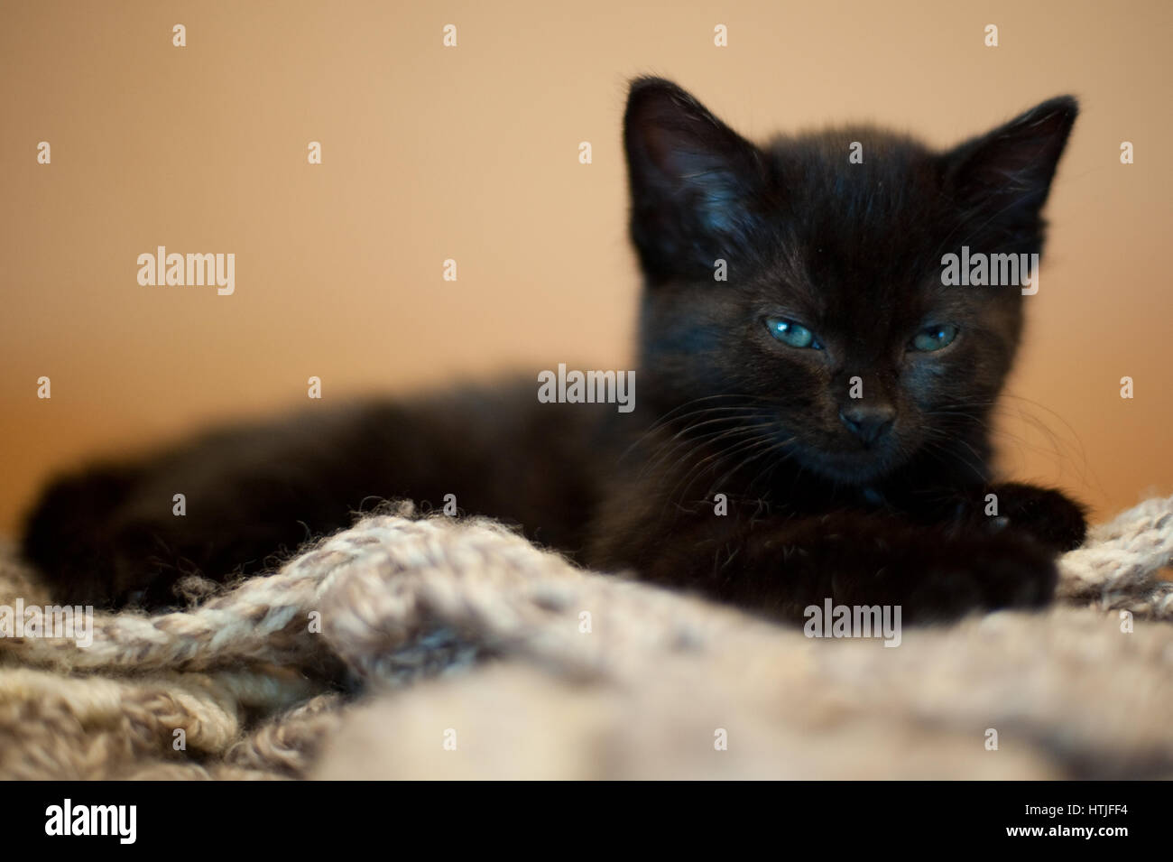 Gattino nero su una coperta Foto Stock