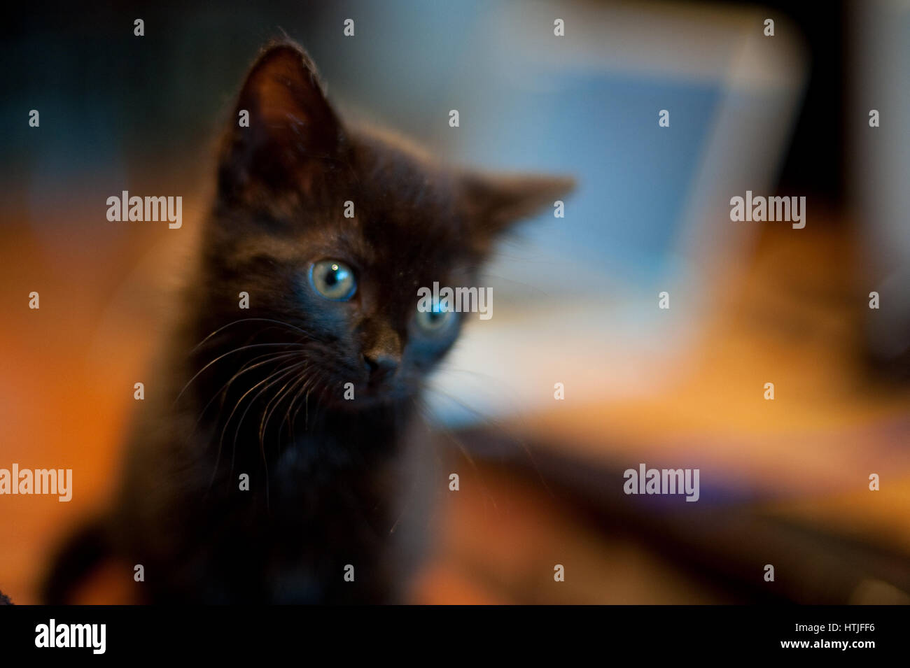 Un gattino nero guardando al di là della telecamera Foto Stock