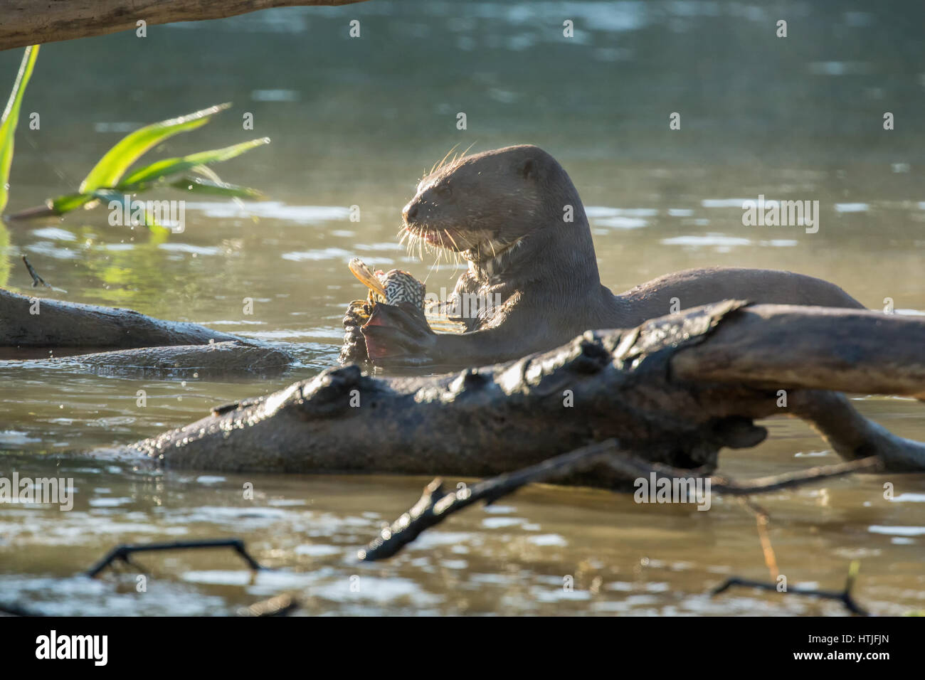 Giant Lontra di fiume di mangiare un pesce nel fiume Cuiaba, Pantanal la regione, Mato Grosso membro, Brasile, Sud America Foto Stock