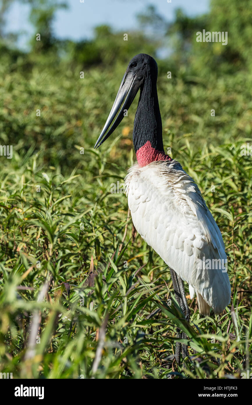 Jabiru Aeroporto in piedi in una palude cerca di pesce accanto al fiume Cuiaba nella regione di Pantanal, Mato Grosso membro, Brasile, Sud America Foto Stock