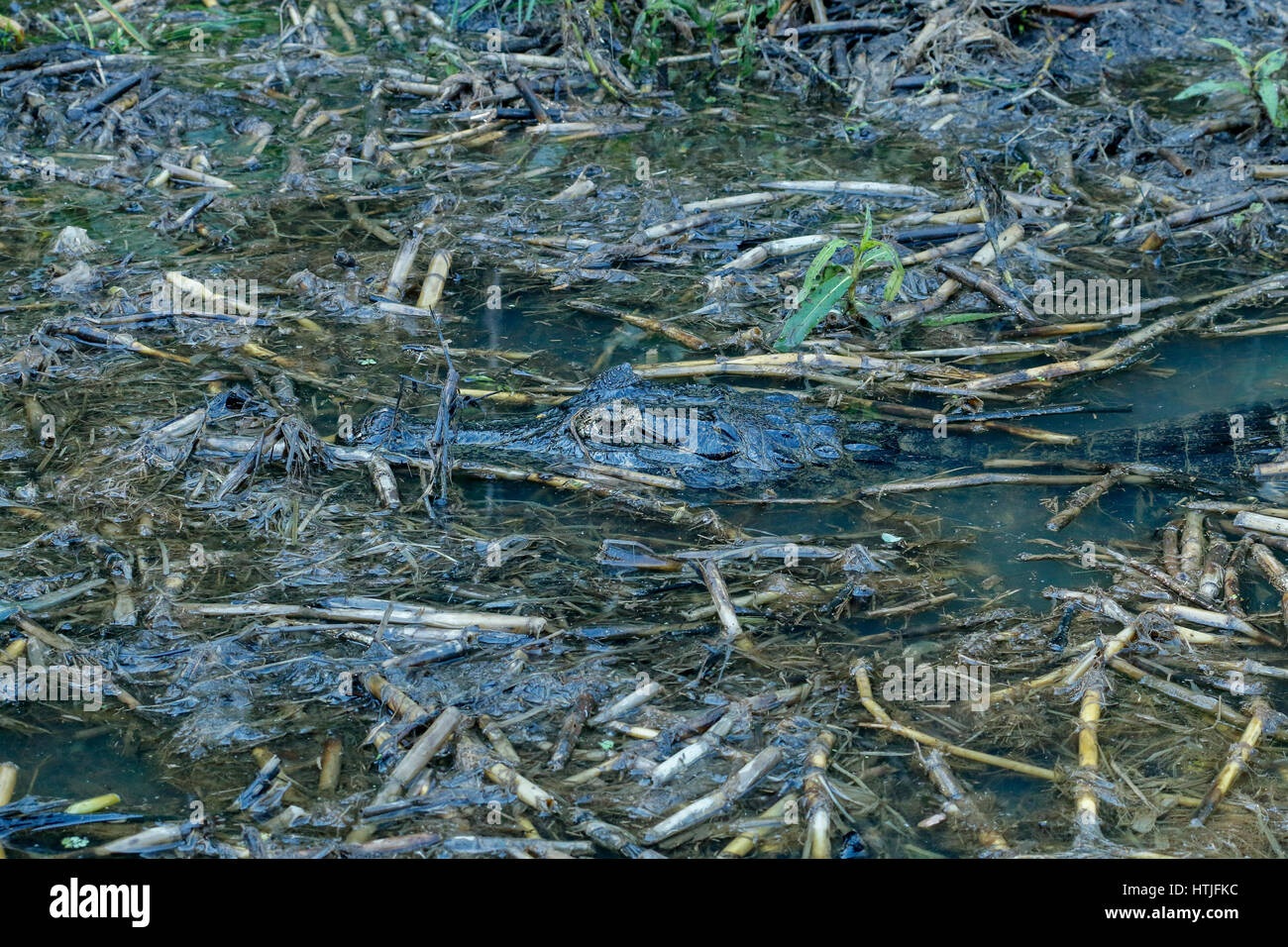 Caimano Yacare in agguato in una zona paludosa del Fiume Cuiaba, Pantanal la regione, Mato Grosso membro, Brasile, Sud America Foto Stock