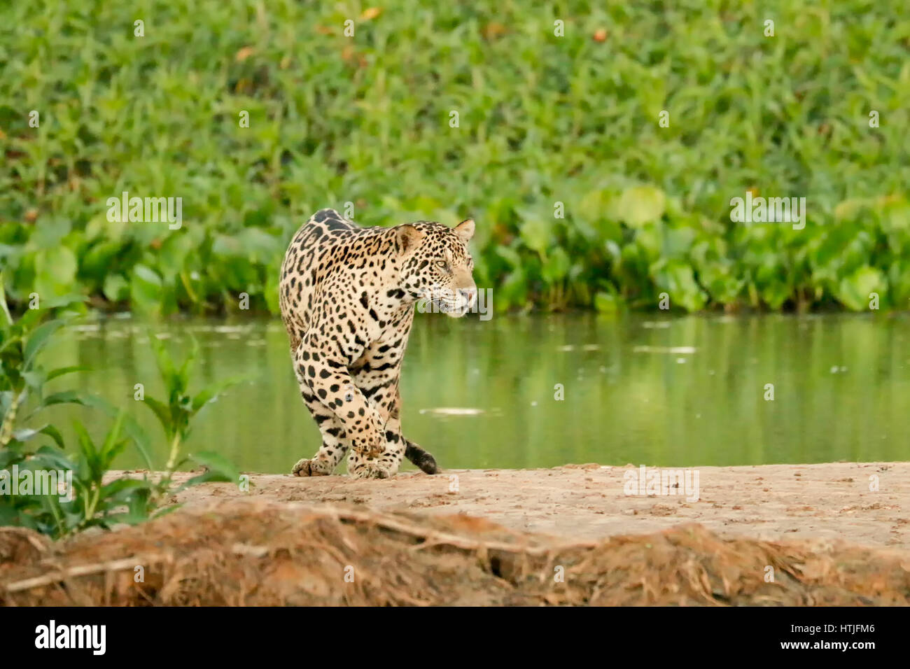 Jaguar di decidere di cambiare le direzioni su un sandbar sul fiume Cuiaba, Pantanal la regione, Mato Grosso membro, Brasile, Sud America. Acqua comune Hy Foto Stock