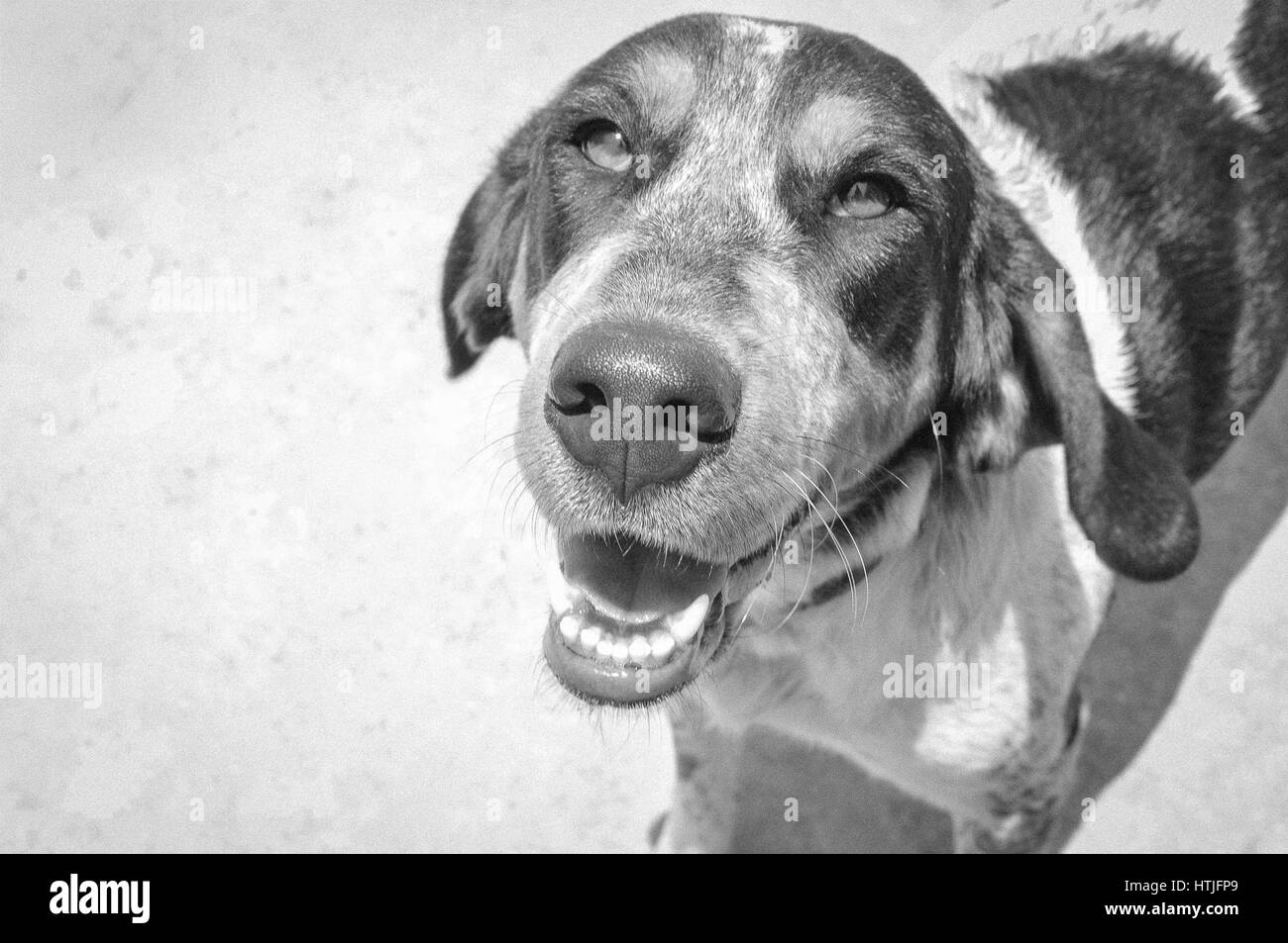 Blue tick hound ritratto Foto Stock