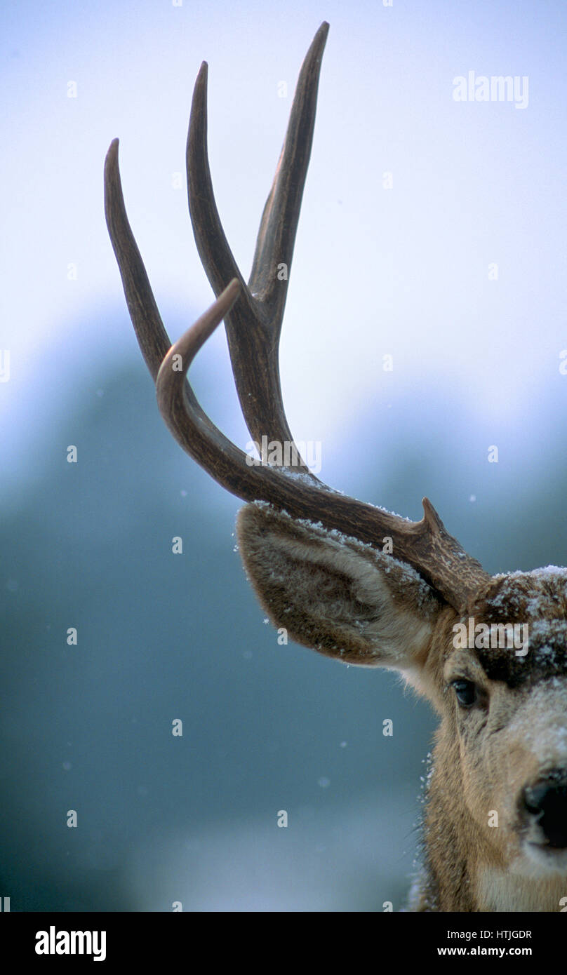 Mule Deer, Rocky Mountain pedemontana, vicino a Boulder CO Foto Stock