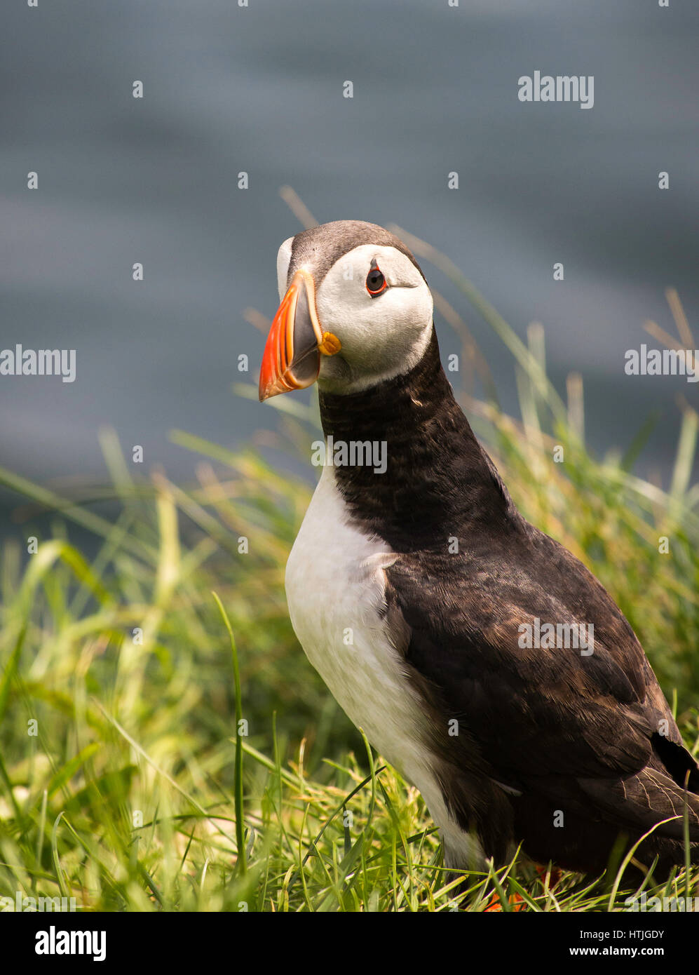 Un simpatico puffin assomiglia a lui/lei sta riflettendo sulla vita. Foto Stock