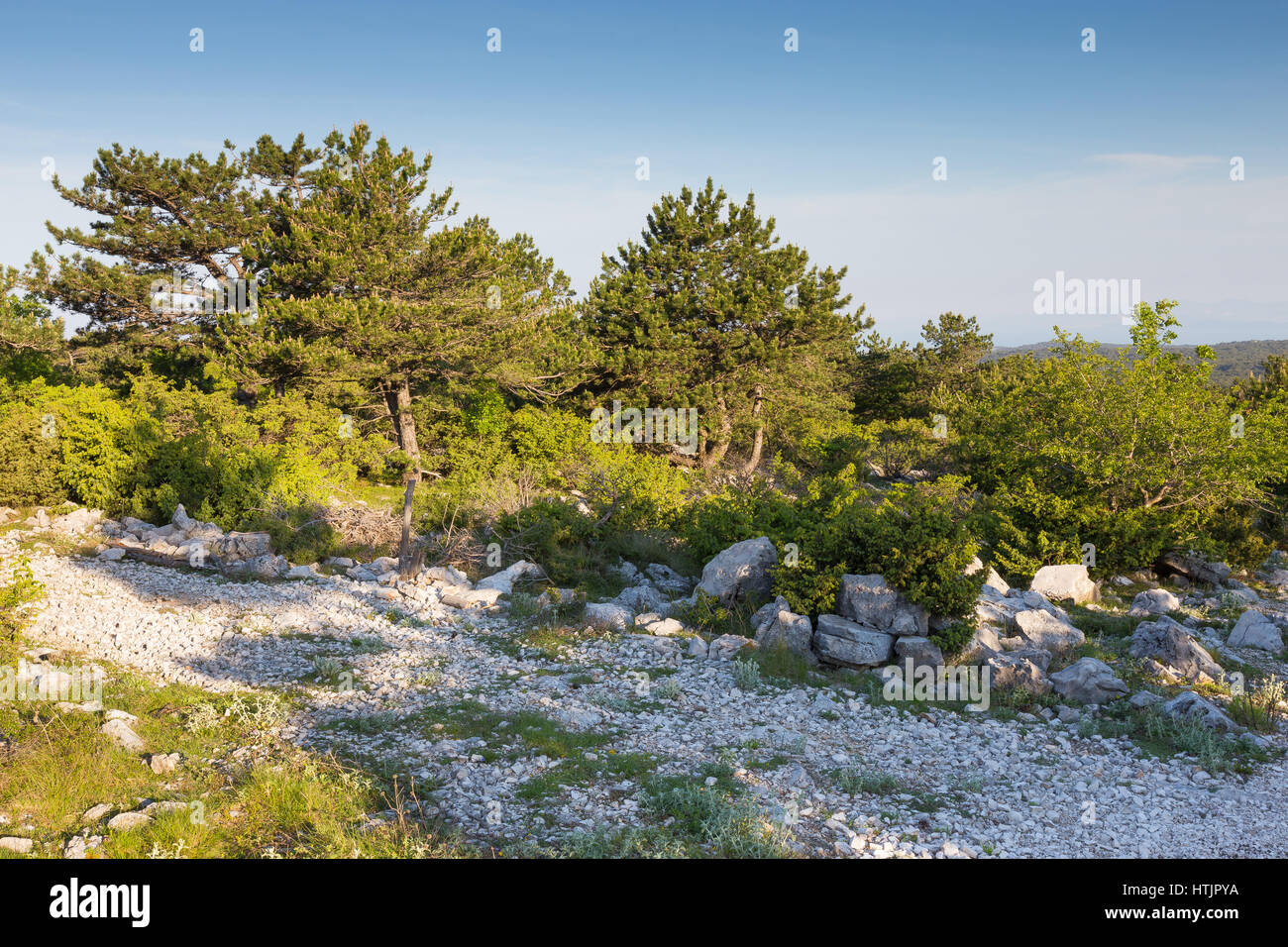 Monte Vidova Gora. Vegetazione mediterranea, alberi. Island Brac. Croazia. Europa. Foto Stock