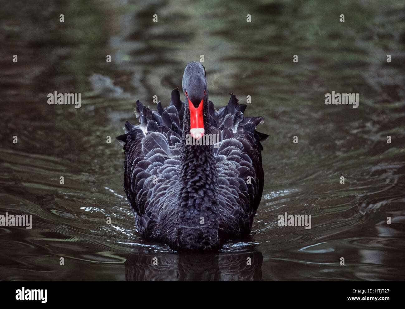 Black Swan, (Cygnus atratus), Nuovo Galles del Sud, Australia Foto Stock