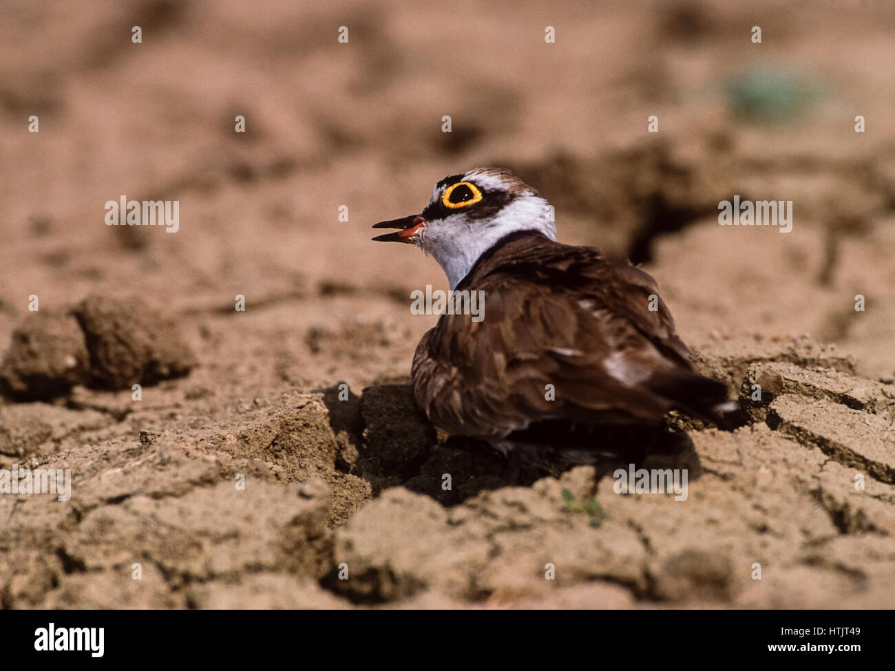 Poco inanellato Plover,sul suolo nest incubazione di uova, (Charadrius dubius), di Keoladeo Ghana National Park, Bharatpur Rajasthan, India Foto Stock