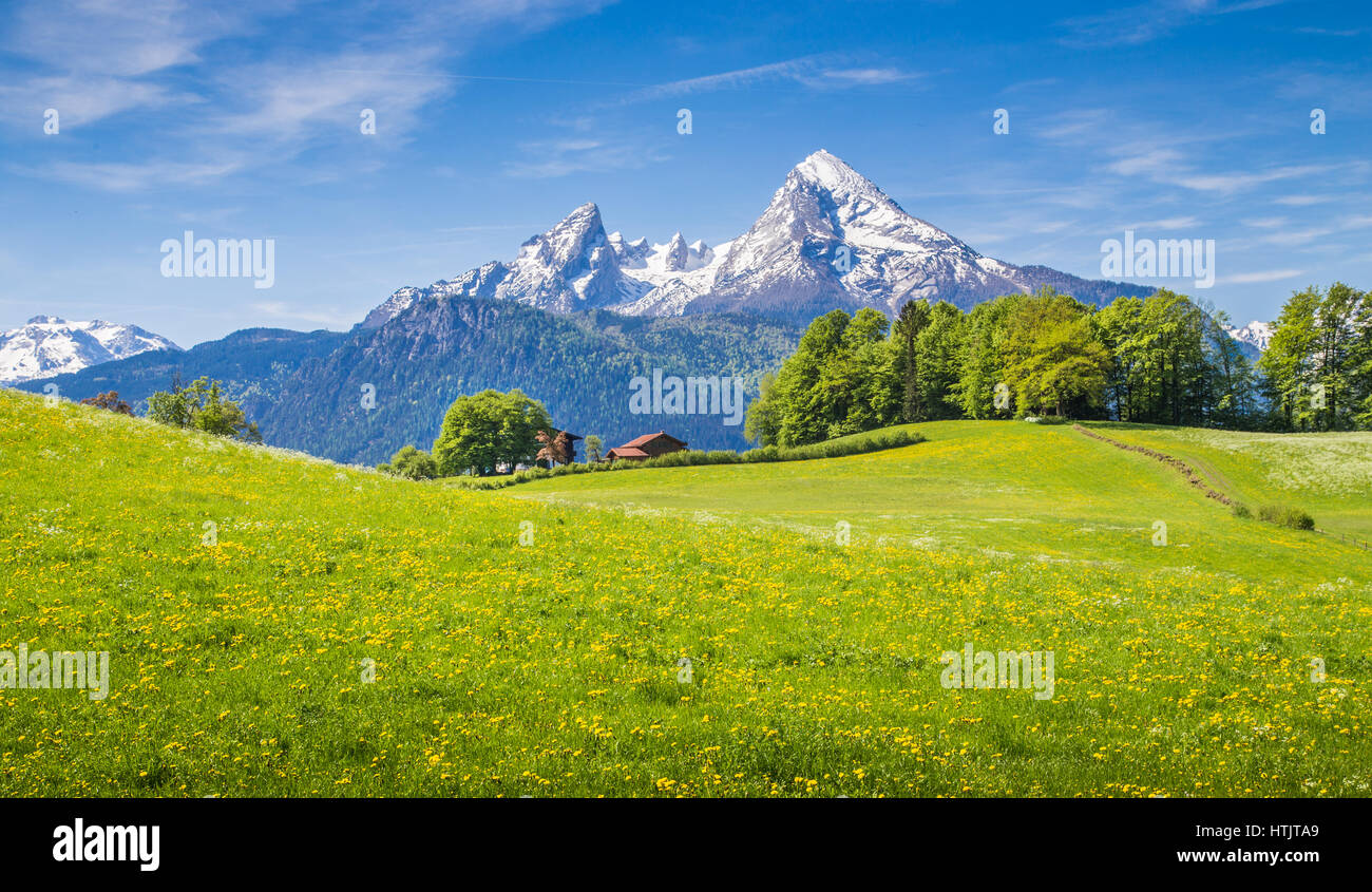 Idillico paesaggio delle Alpi con freschi prati verdi e fiori che sbocciano e cime cime in background, Nationalpark Berchtesgaden Foto Stock