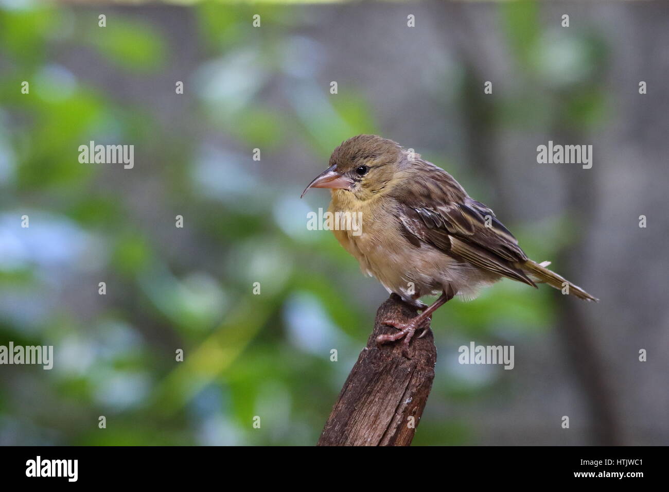 Imperfezione nella natura - un uccello con un deformato bill immagine in formato paesaggio con spazio di copia Foto Stock