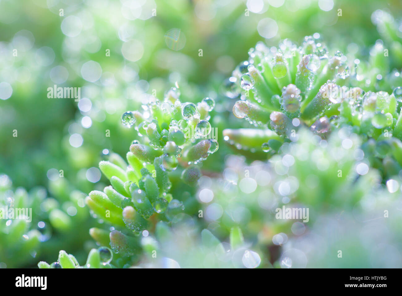 Primo piano di una pianta (Crassula) con gocce di rugiada Foto Stock