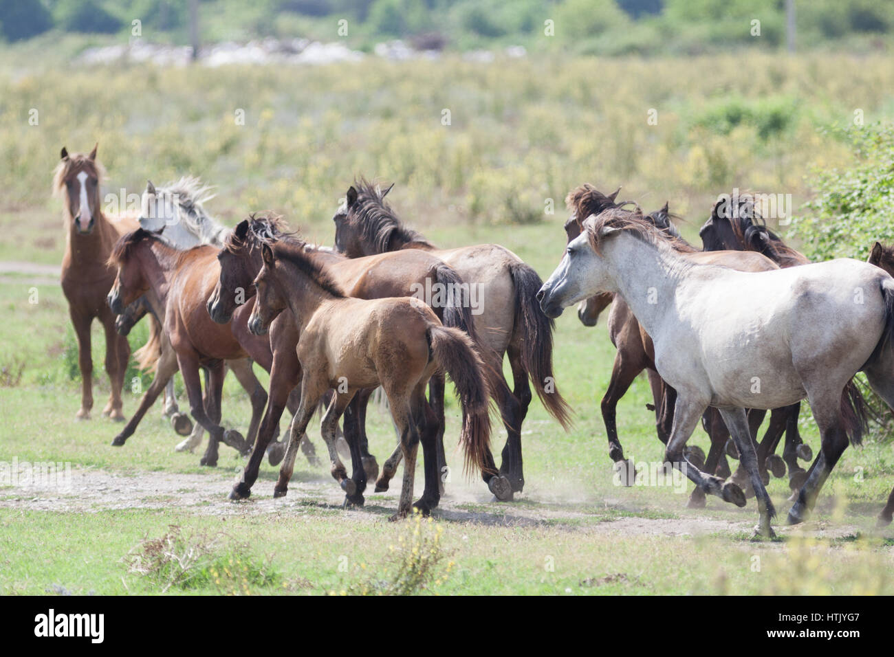 Allevamento di cavalli in Abkhazia Foto Stock