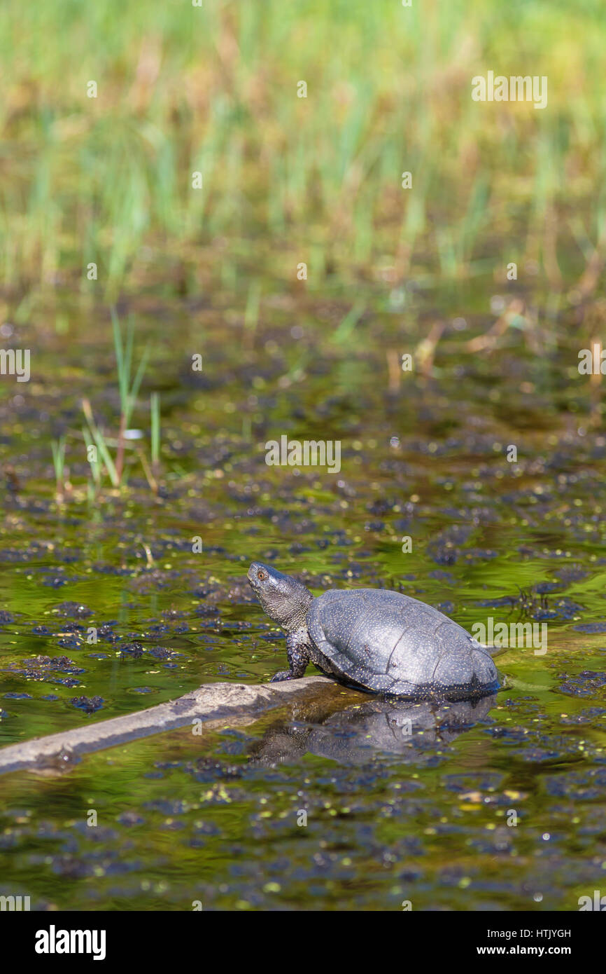 Turtle Colchic marsh (Emys orbicularis сolchica) Foto Stock
